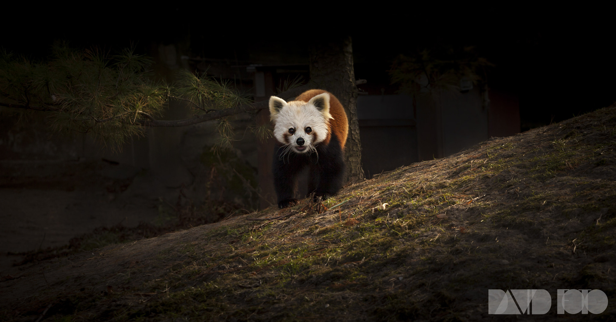 Canon EOS 5D Mark II + Canon EF 70-200mm F4L USM sample photo. Red panda photography