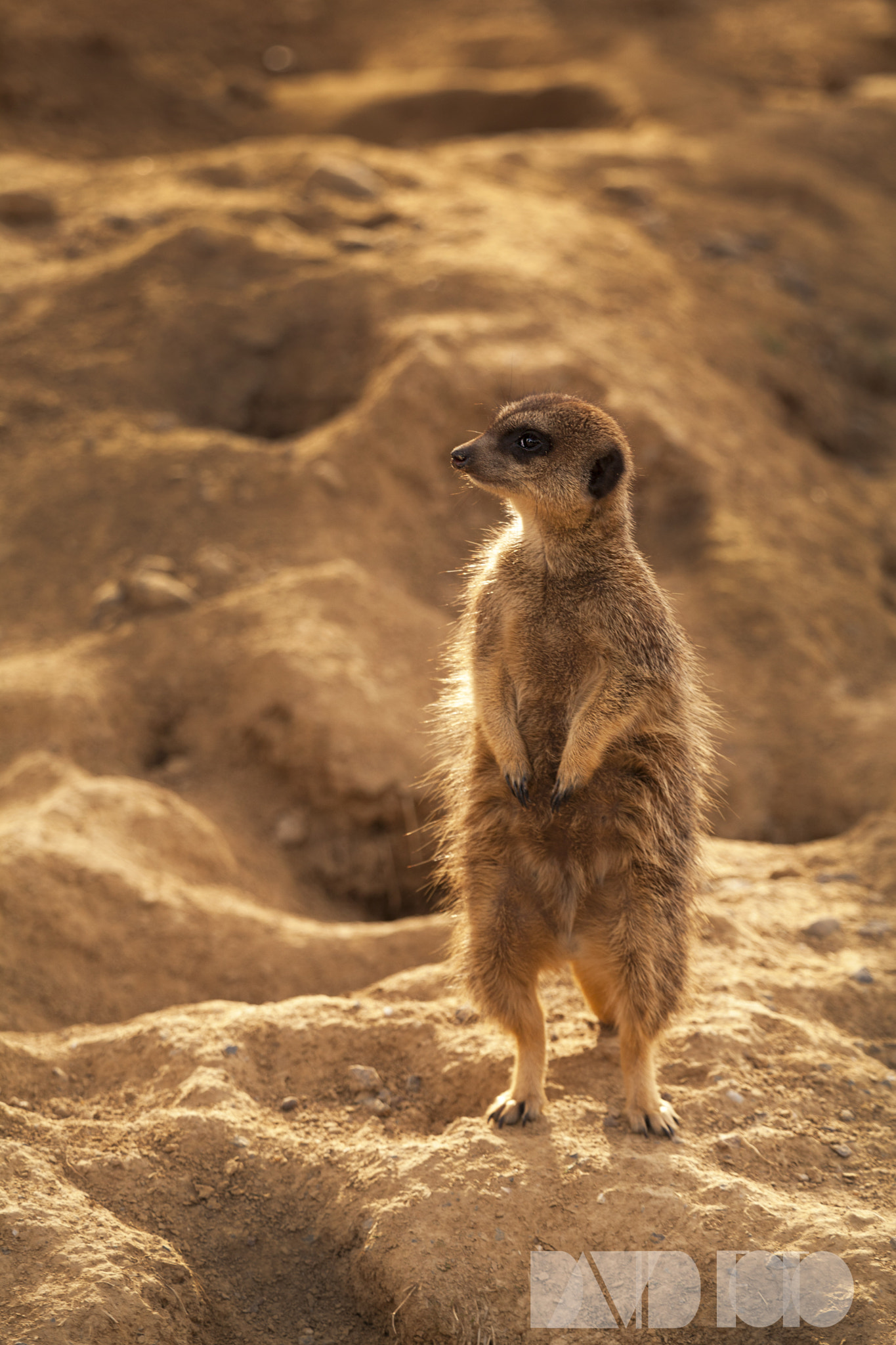Canon EOS 5D Mark II sample photo. Meerkat_pay attention! photography