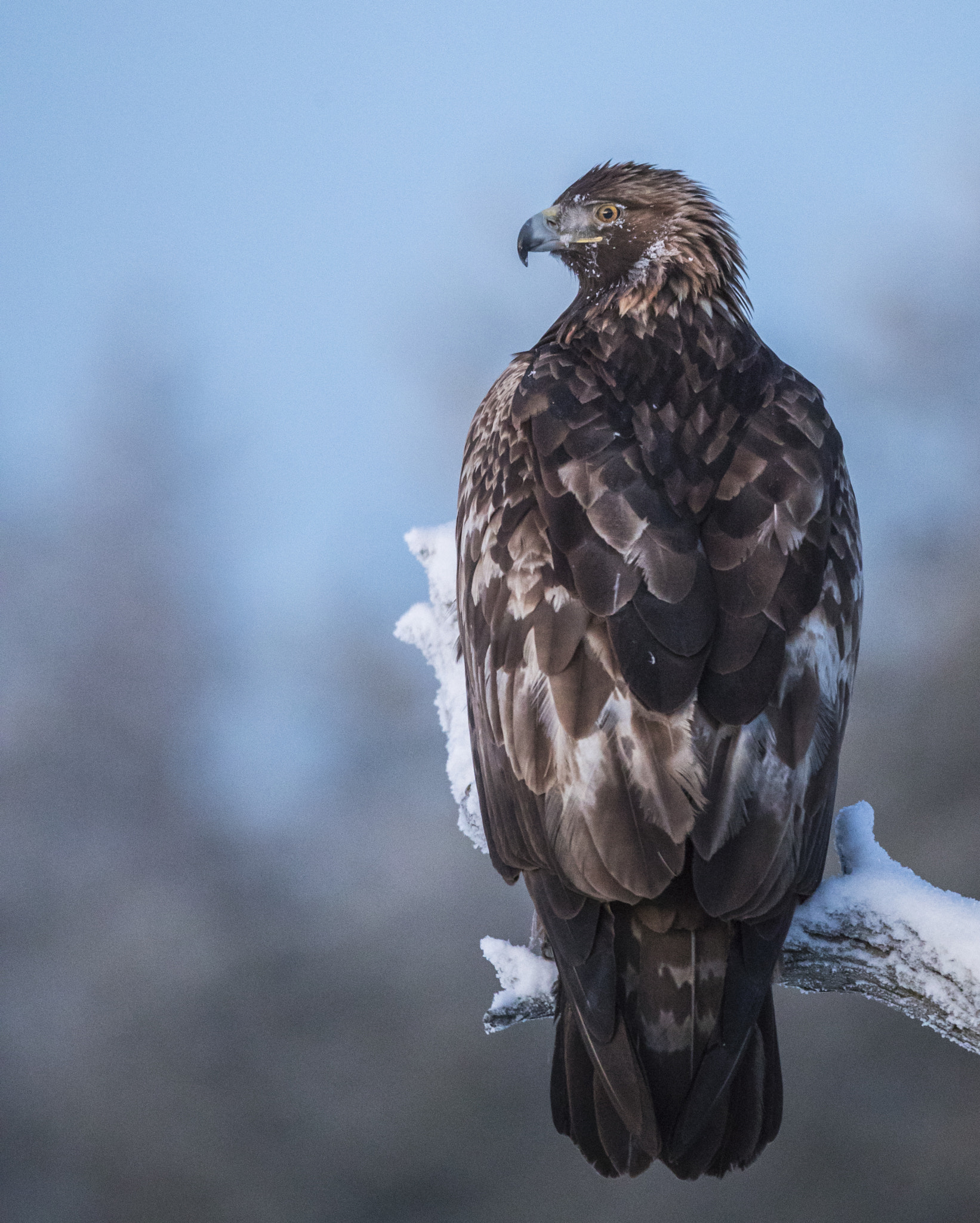 Canon EOS-1D X Mark II + Canon EF 400mm F4.0 DO IS USM sample photo. Perching photography