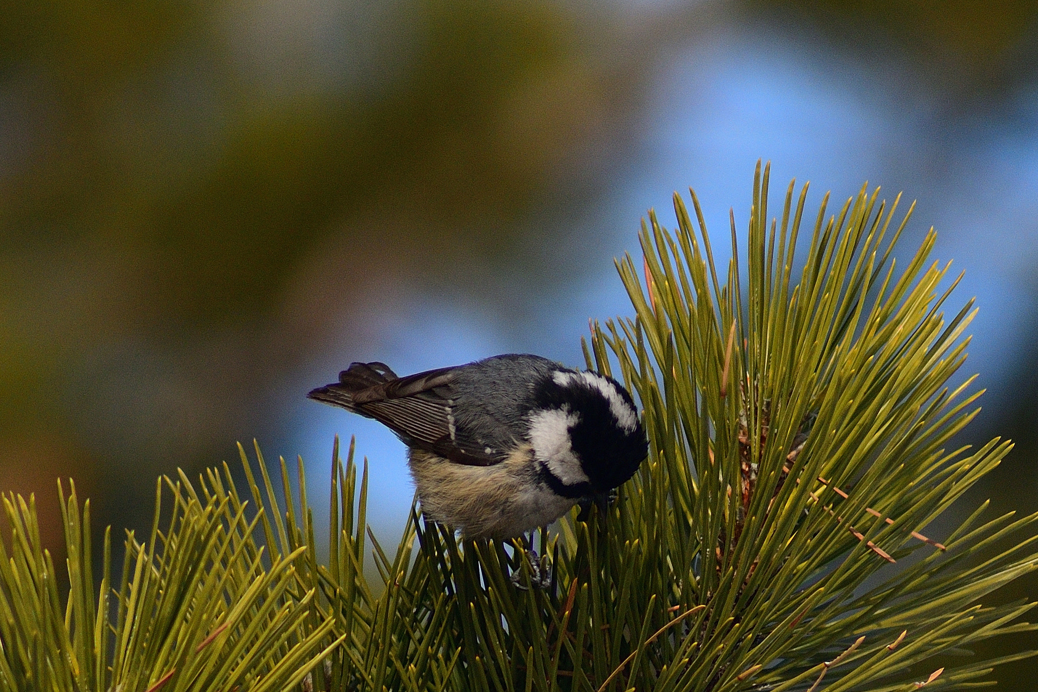 Tokina AT-X 400 AF SD (AF 400mm f/5.6) sample photo. Bastankara, coal tit photography