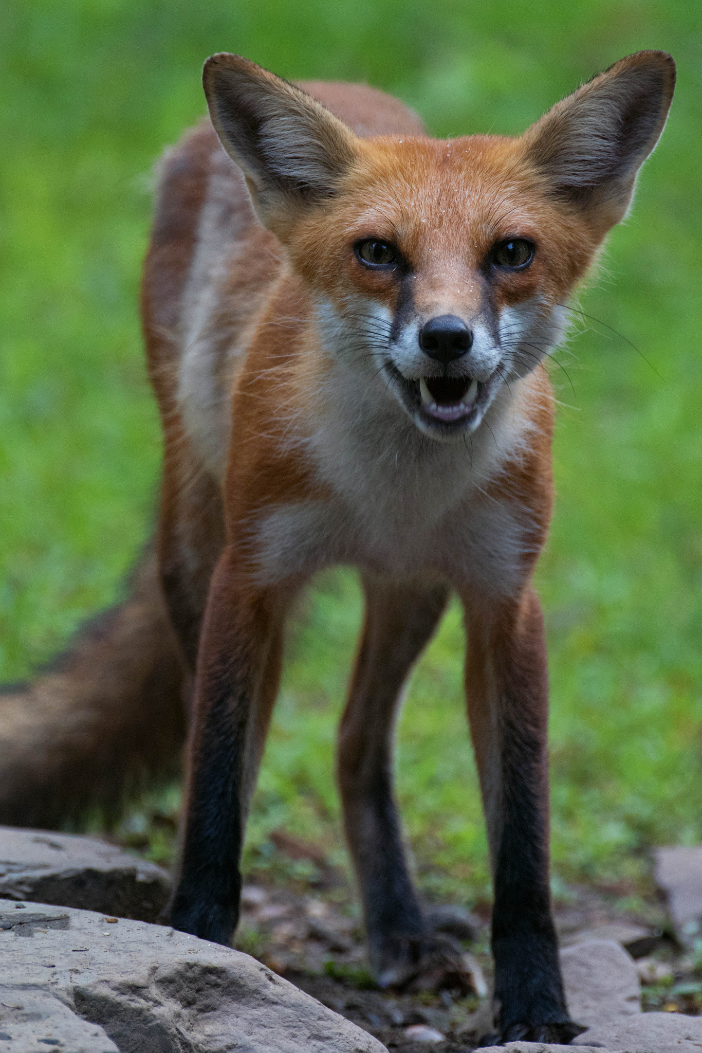 Canon EF 500mm F4L IS USM sample photo. Twig smile photography