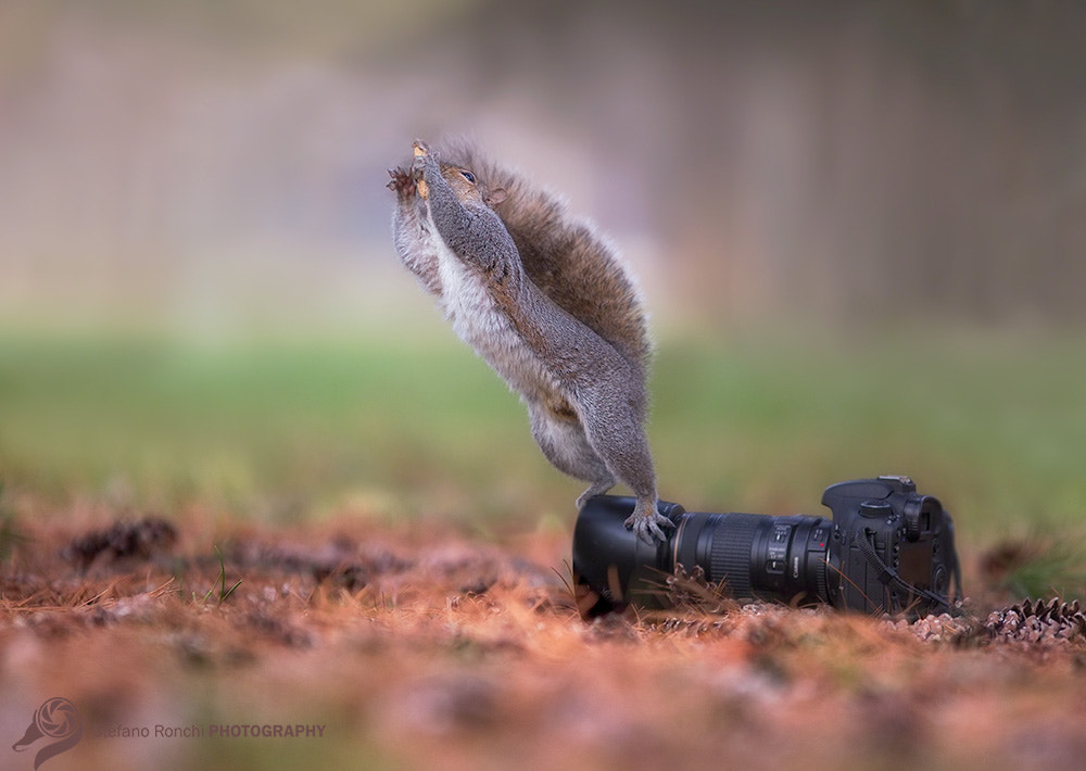 Canon EF 300mm F2.8L IS USM sample photo. Jump photography