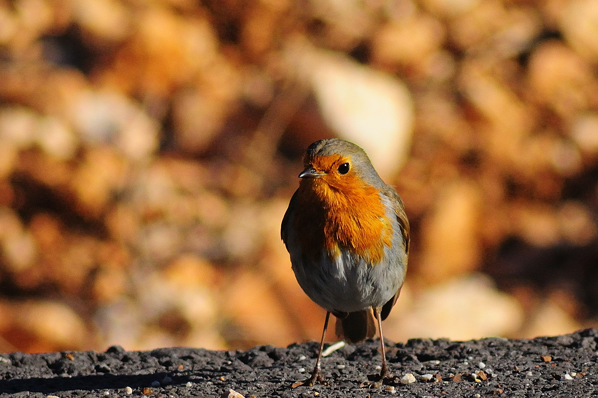 Tokina AT-X 400 AF SD (AF 400mm f/5.6) sample photo. Robin photography