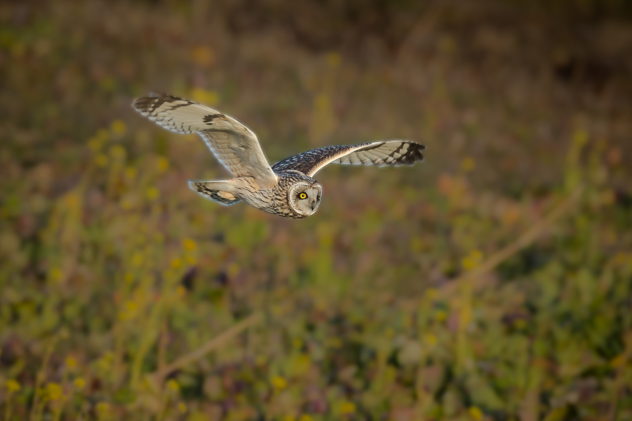 Canon EOS-1D X + Canon EF 800mm F5.6L IS USM sample photo. コミミの舞 photography