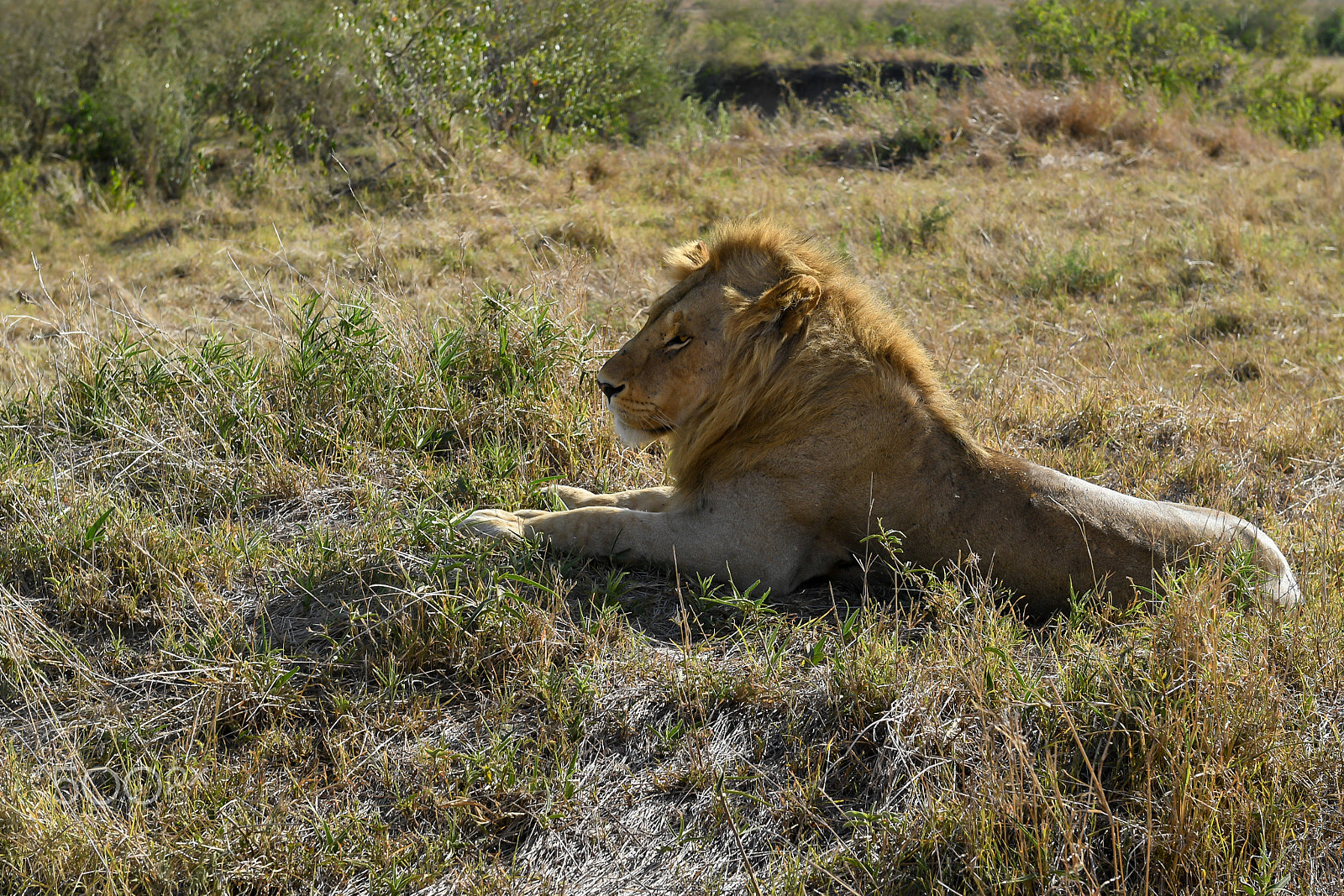 Nikon D5 sample photo. Afrika photography