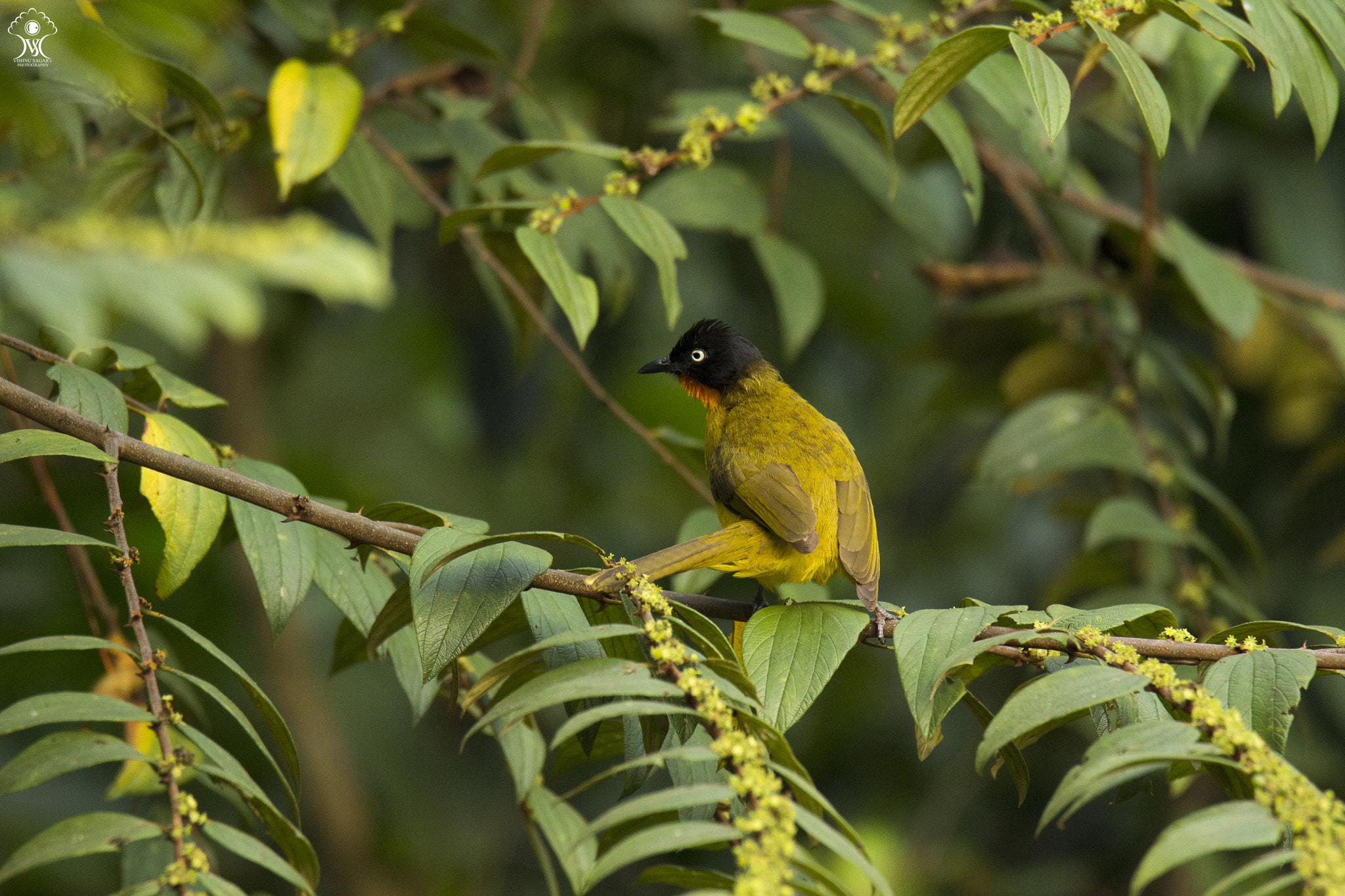 Tamron SP 150-600mm F5-6.3 Di VC USD sample photo. Flame-throated bulbul photography