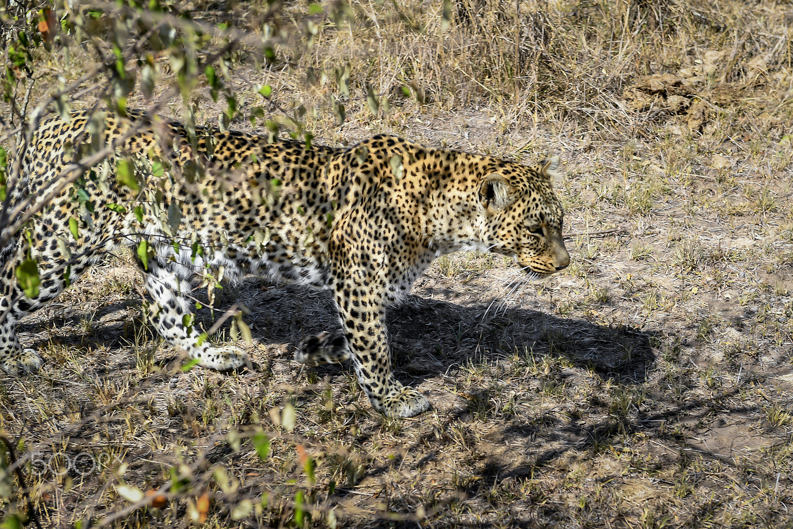 Nikon D5 sample photo. Afrika photography