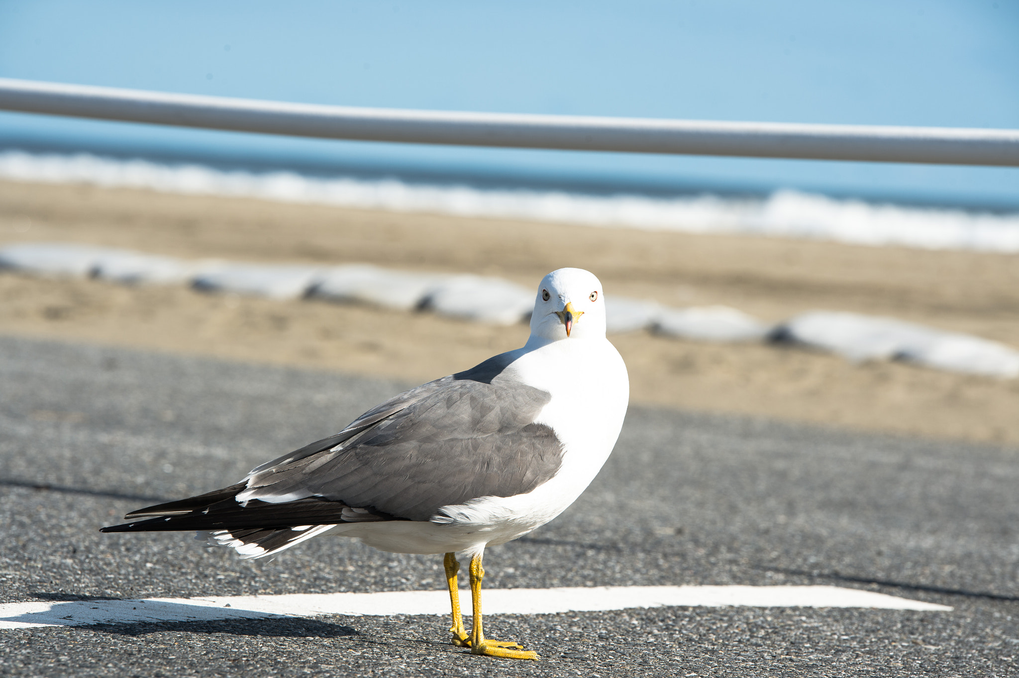 Tamron SP 70-200mm F2.8 Di VC USD sample photo. Hello! photography