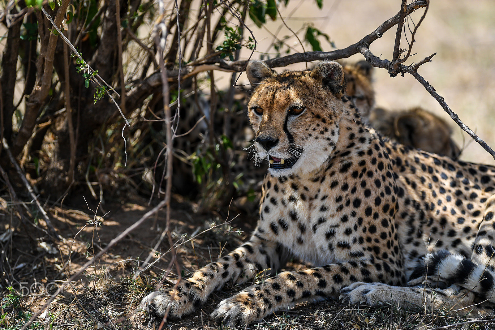 Nikon AF-S Nikkor 400mm F2.8G ED VR II sample photo. Afrika photography