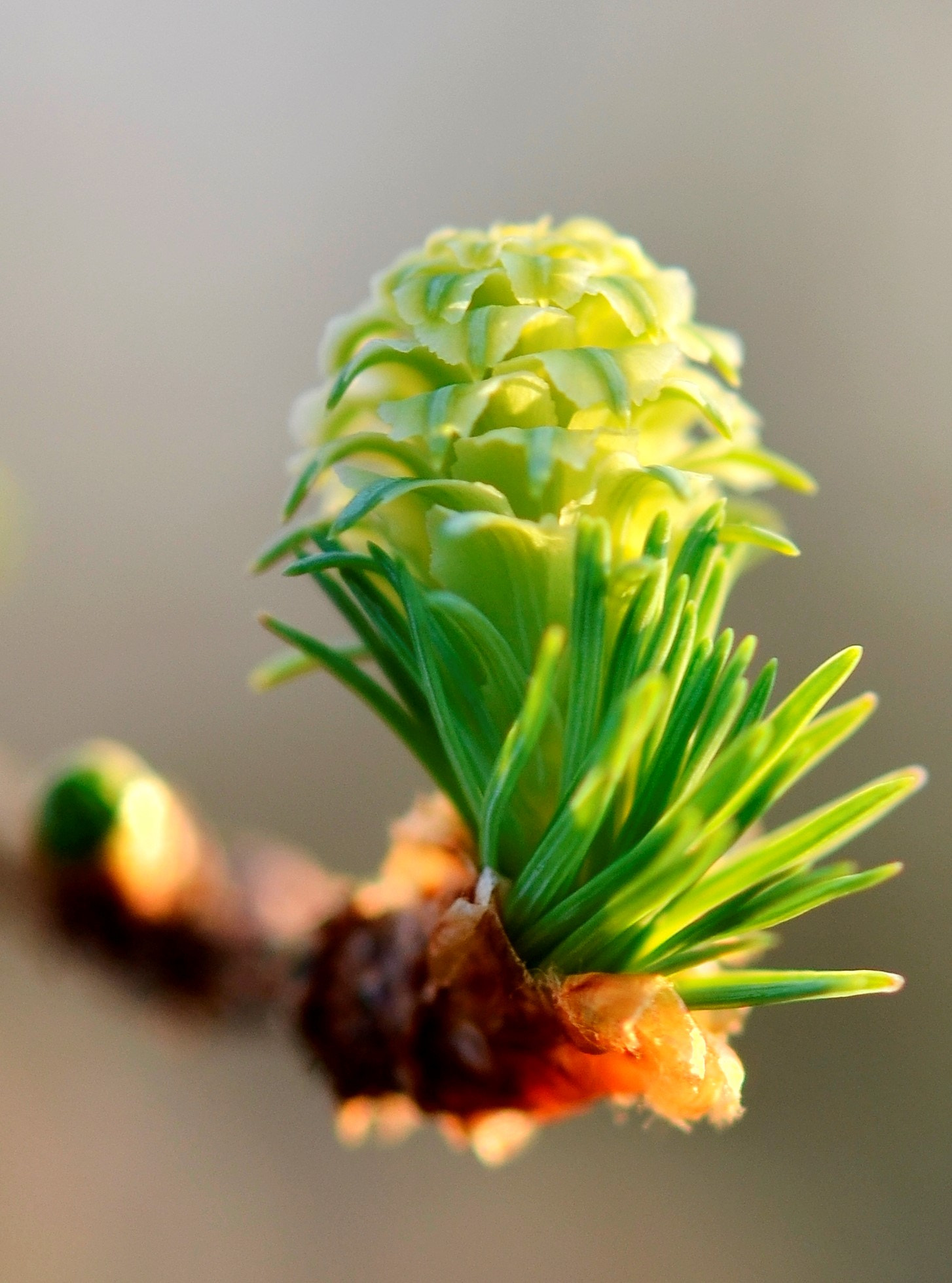 Nikon AF-S Micro-Nikkor 60mm F2.8G ED sample photo. Spring (the beginning). photography