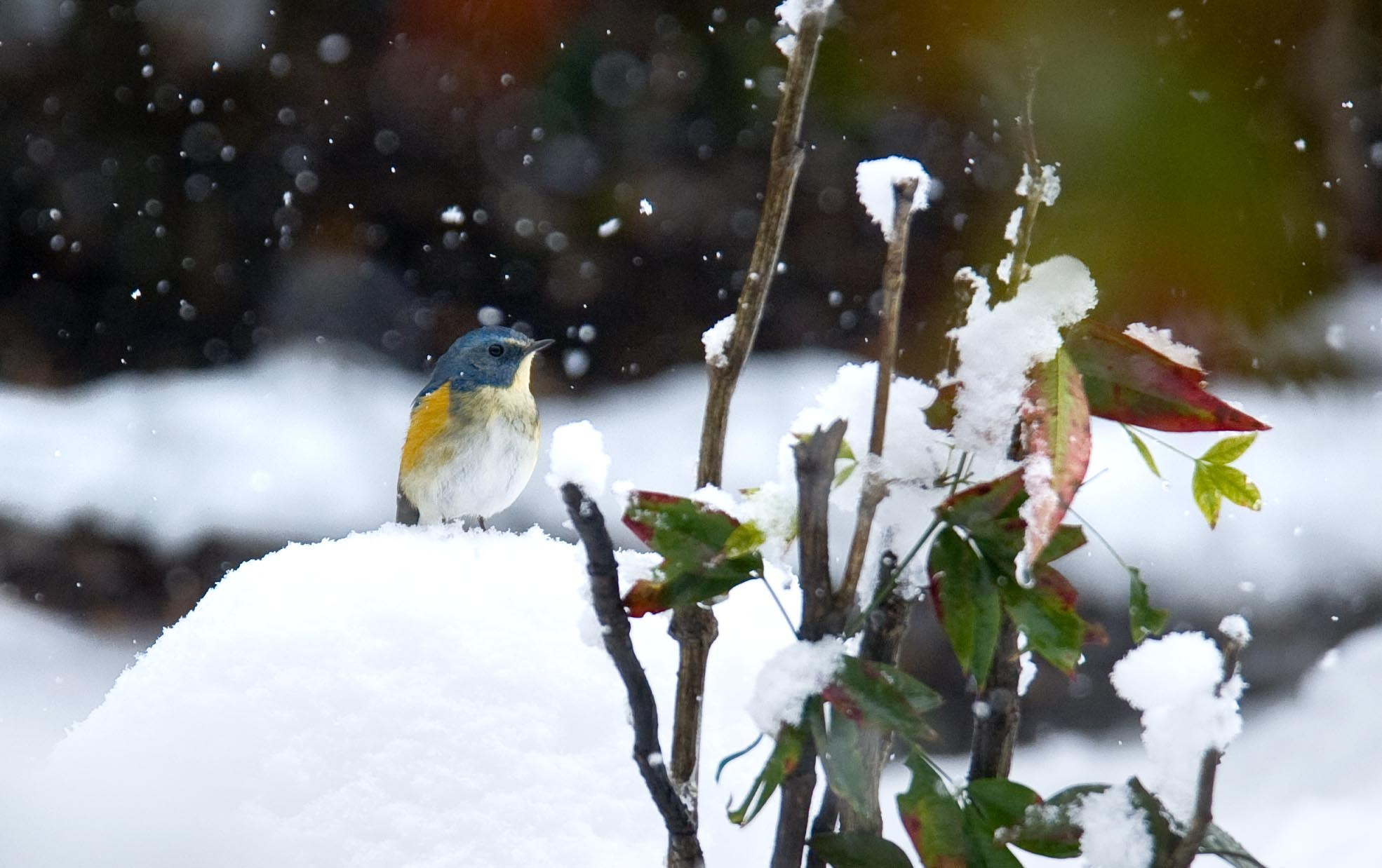 Nikon D3 sample photo. Tarsiger cyanurus photography