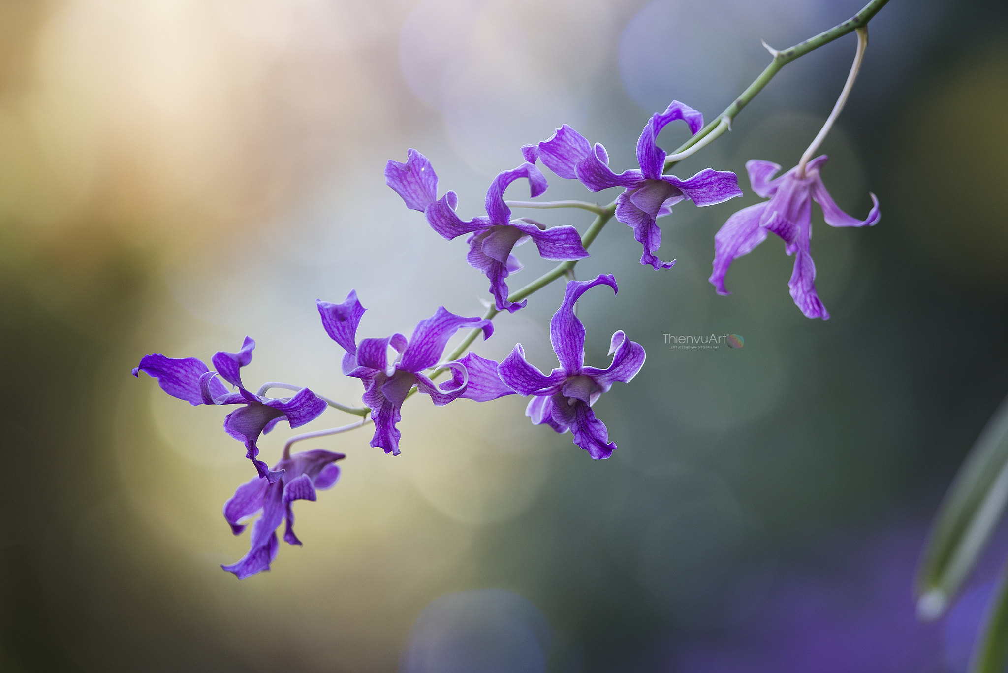 Nikon D800 + Nikon AF-S Nikkor 300mm F4D ED-IF sample photo. Tvu photography