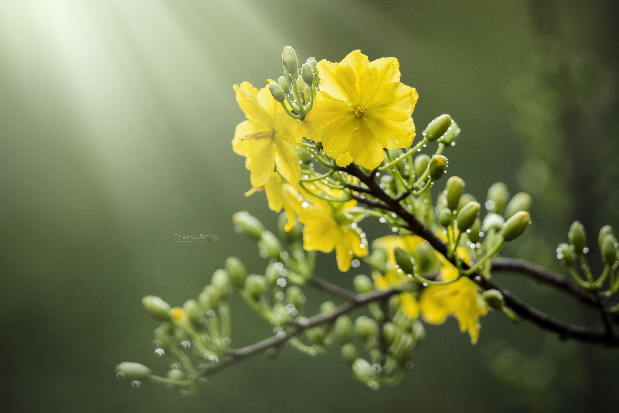 Nikon D800 + Nikon AF-S Nikkor 300mm F4D ED-IF sample photo. Tvu photography