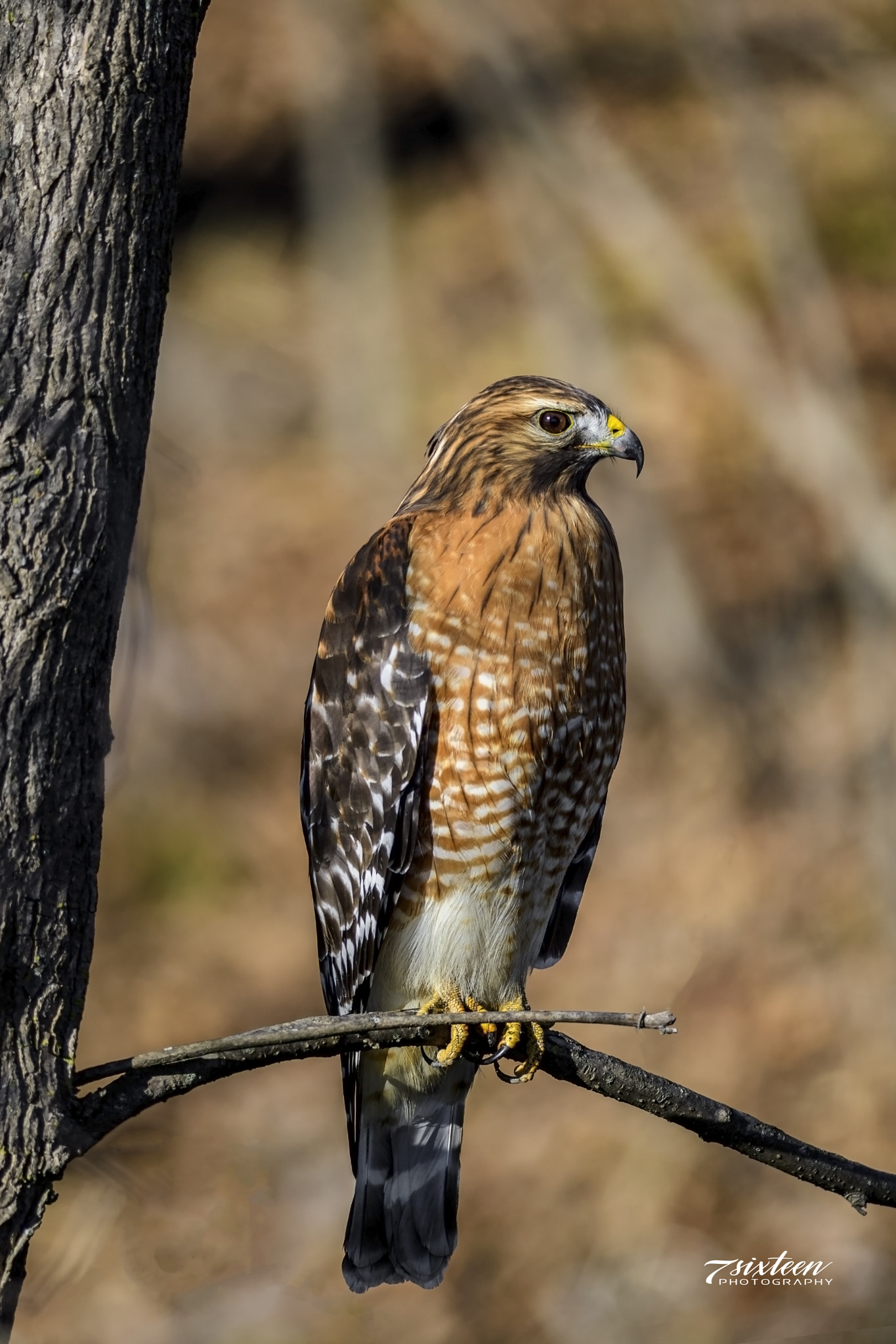 Nikon D500 + Nikon AF-S Nikkor 300mm F4D ED-IF sample photo. Red-shouldered hawk photography