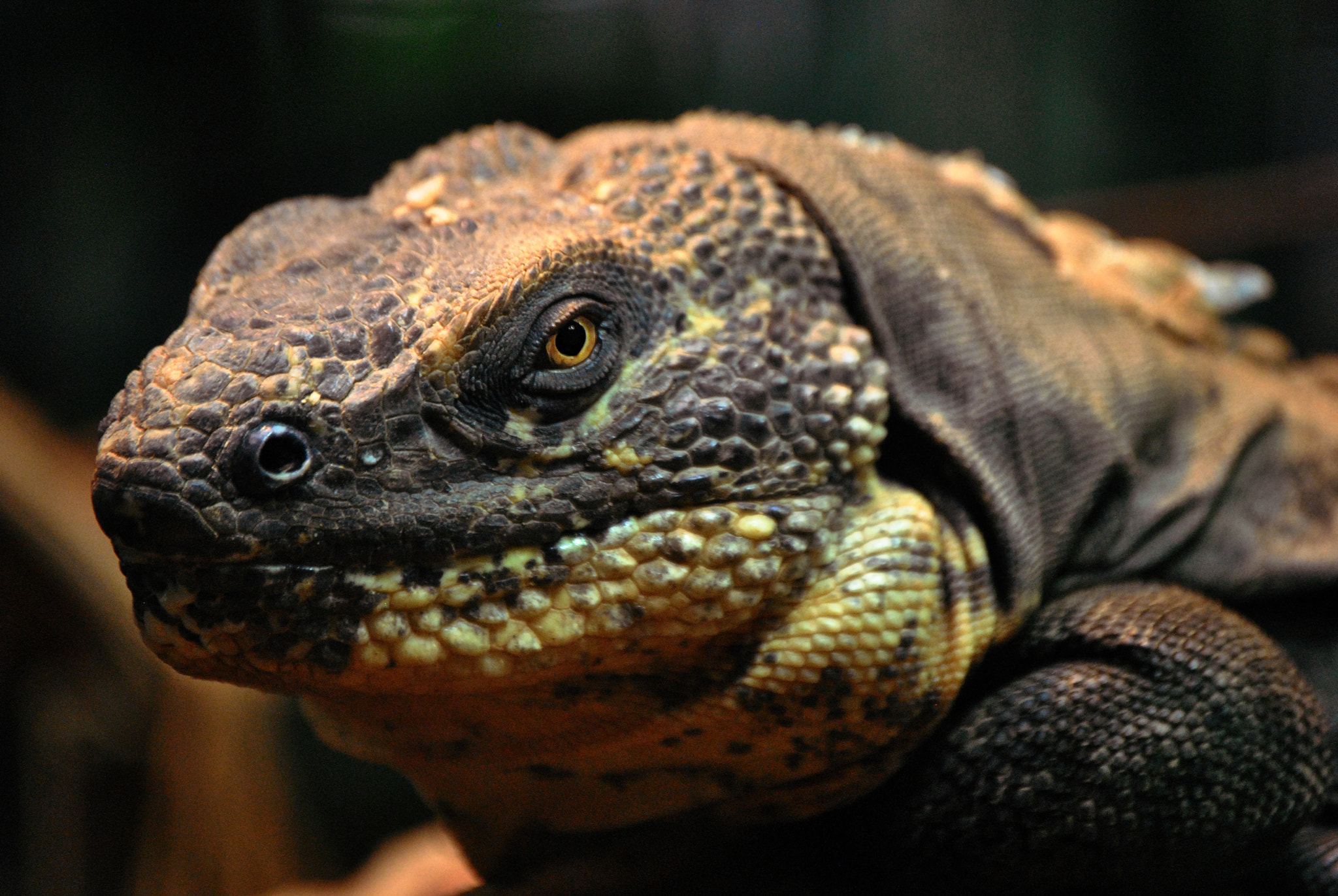 Nikon D3000 sample photo. Look away photography