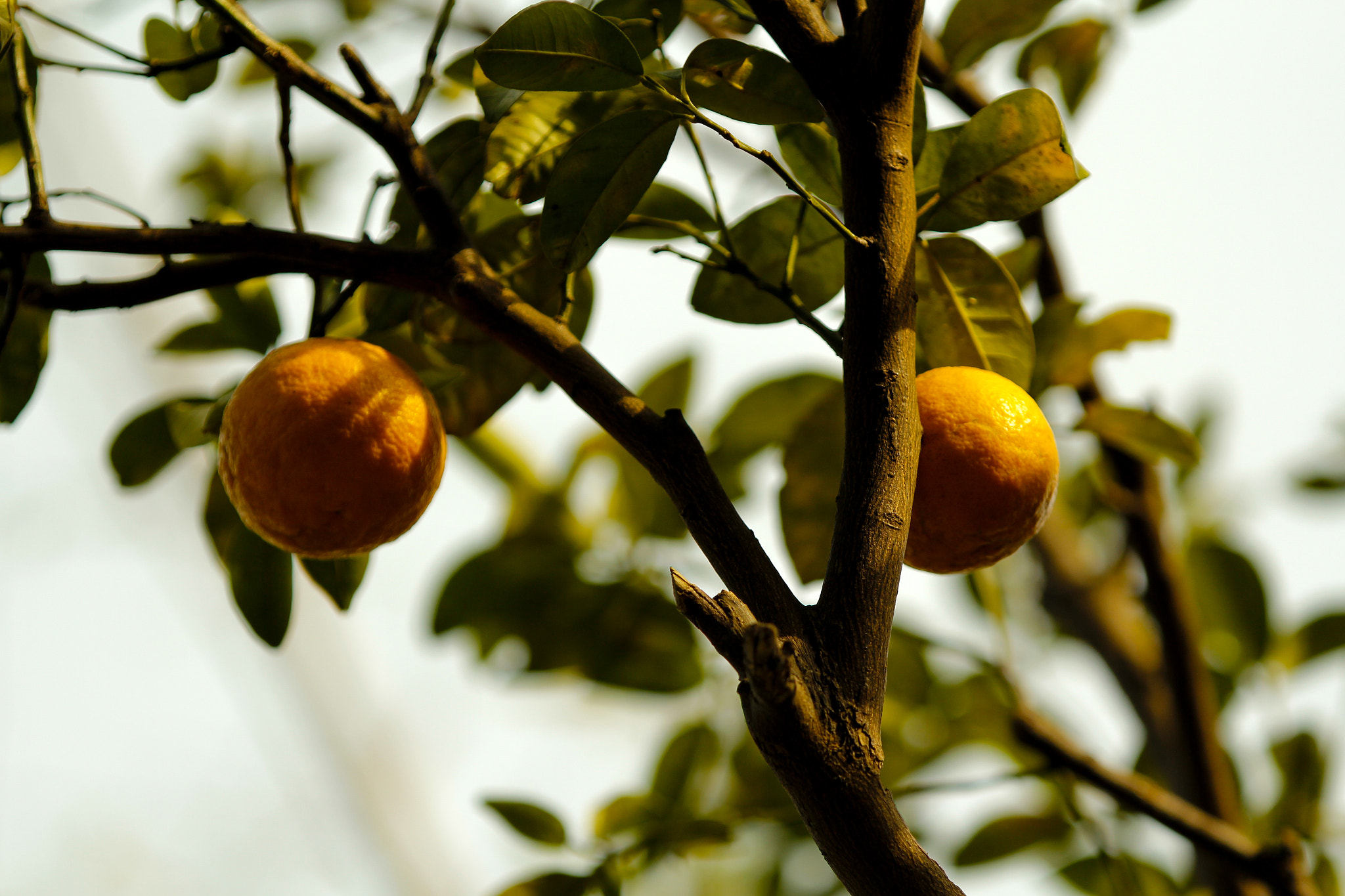 Canon EF 70-200mm F2.8L IS II USM sample photo. Fruit trees photography