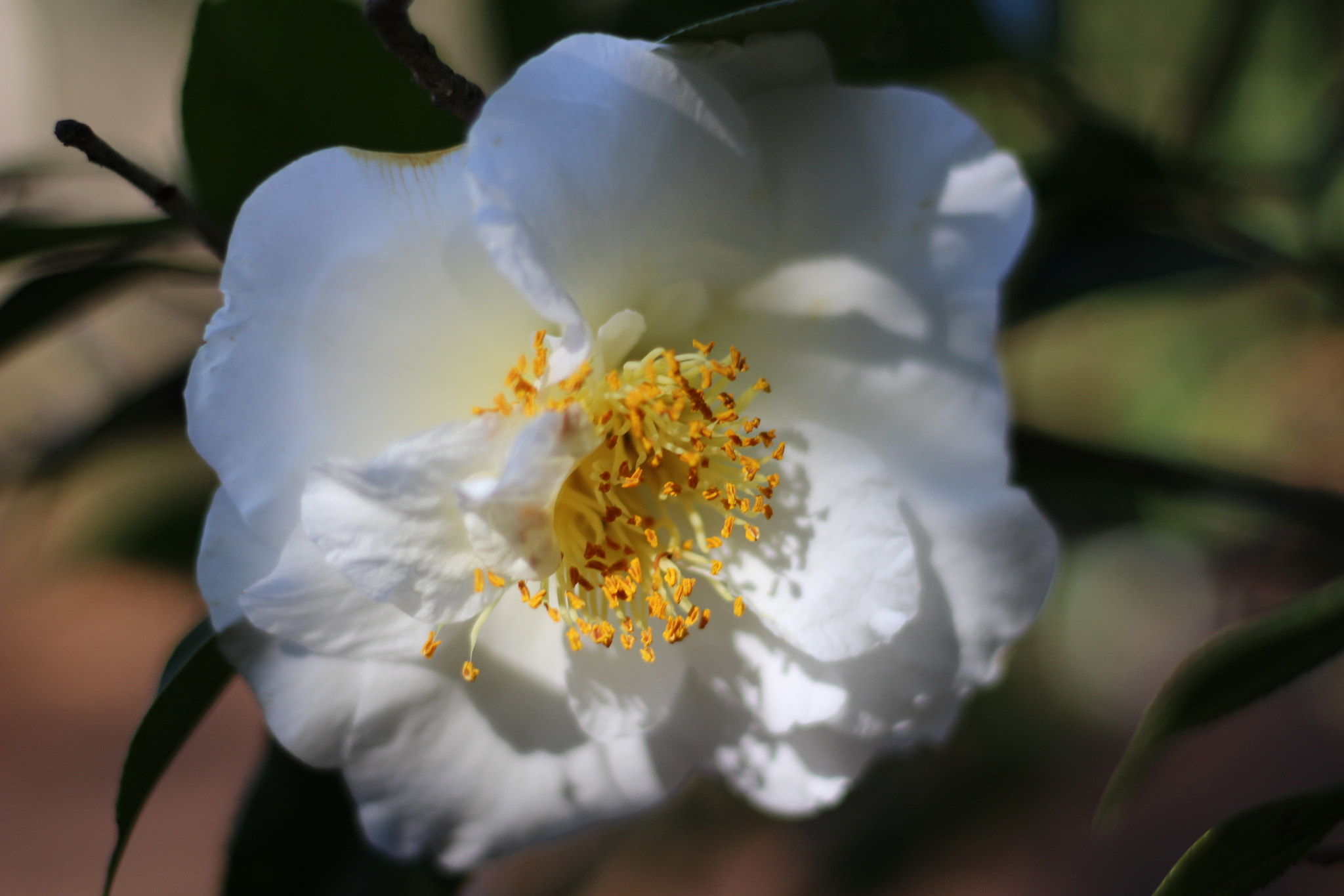 Canon EOS 100D (EOS Rebel SL1 / EOS Kiss X7) sample photo. Duchess of southerland photography