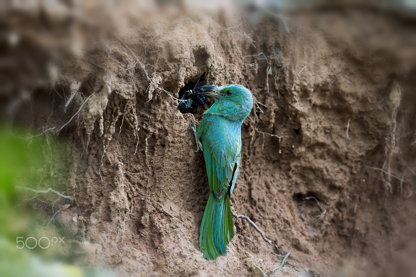 Nikon D4 sample photo. Blue bearded bee eater (f) photography