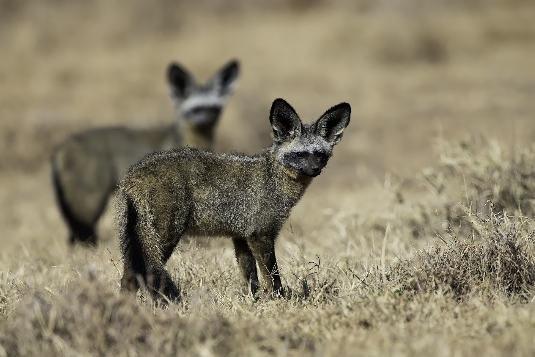 Canon EF 600mm F4L IS II USM sample photo. Bat-eared fox photography