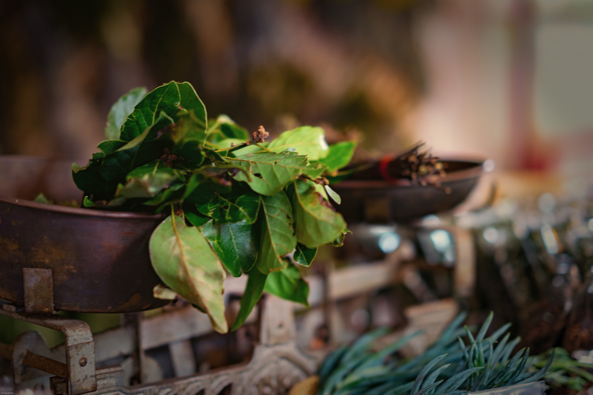Sony FE 85mm F1.4 GM sample photo. Kräuter auf der waage photography