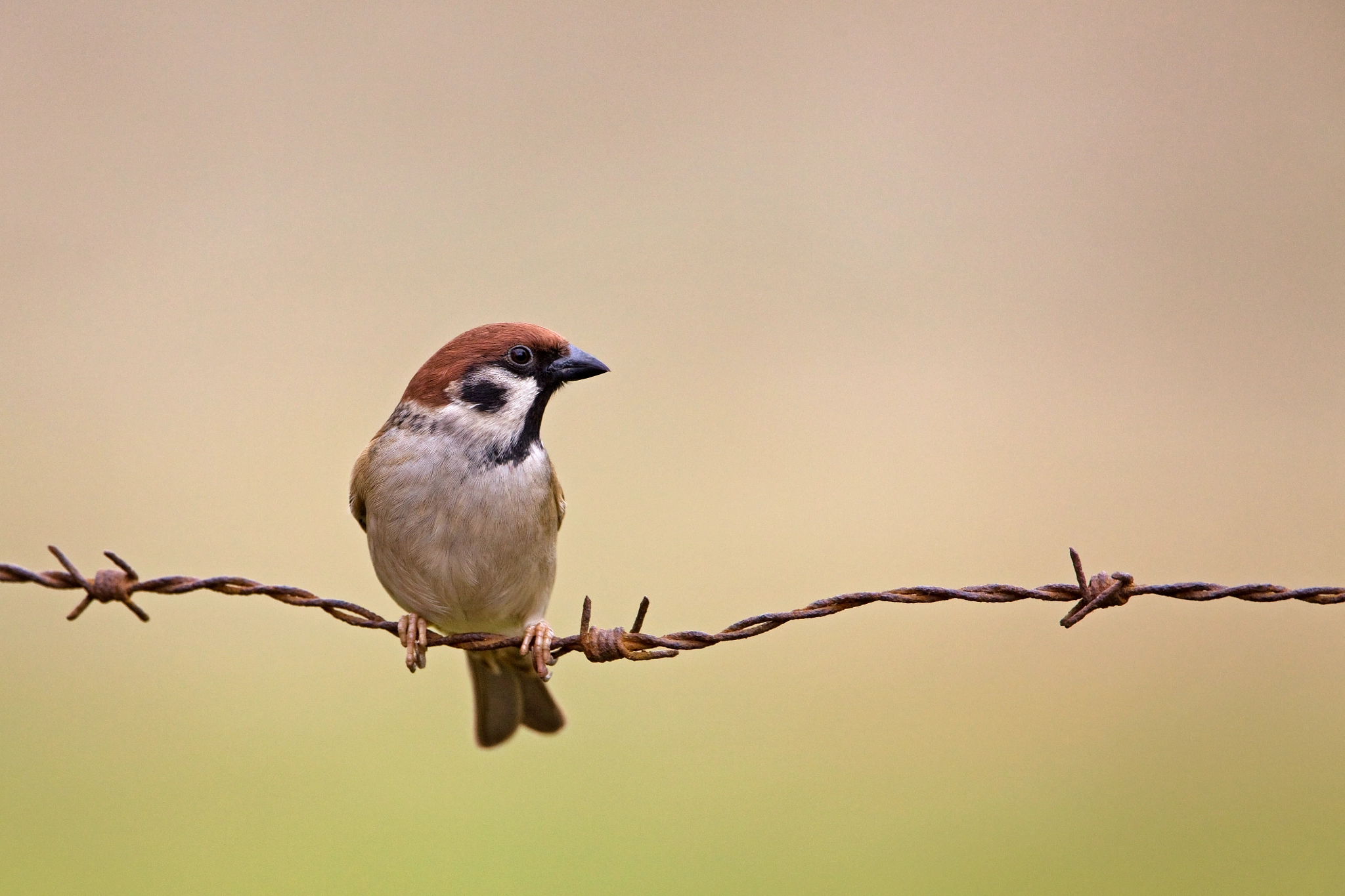 Canon EF 500mm F4L IS USM sample photo. Eurasian tree sparrow photography