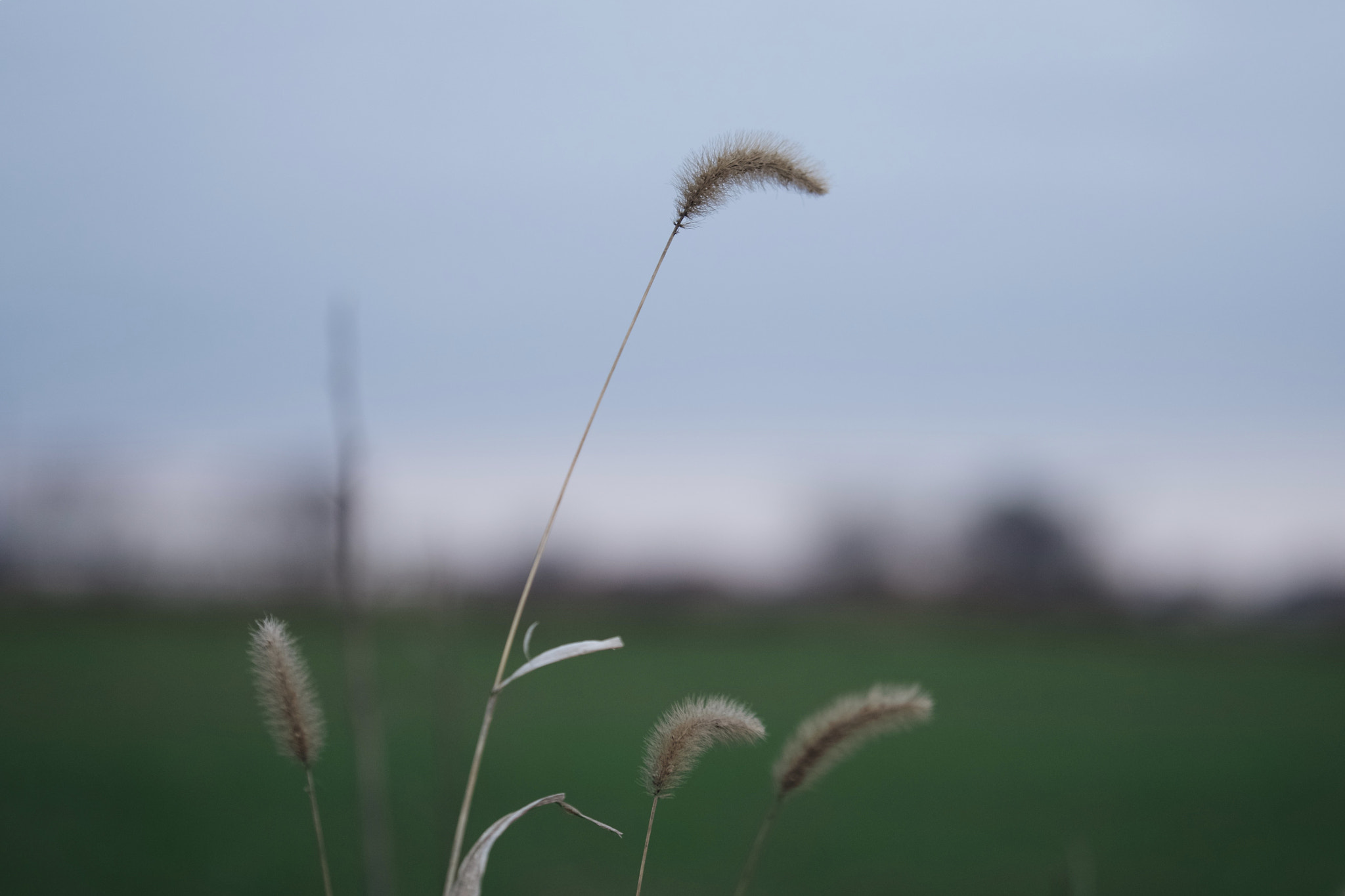 Sony FE 70-200mm F4 G OSS sample photo