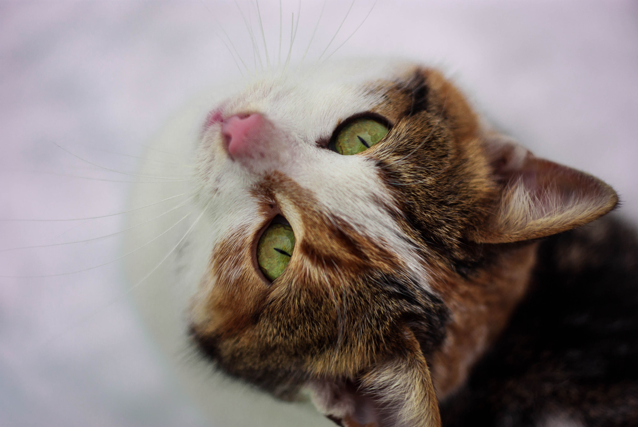 Pentax K-m (K2000) + A Series Lens sample photo. Small cat photography