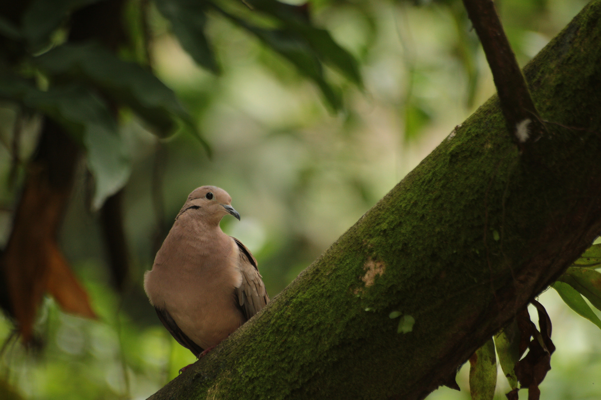 Canon EOS 700D (EOS Rebel T5i / EOS Kiss X7i) sample photo. Img photography