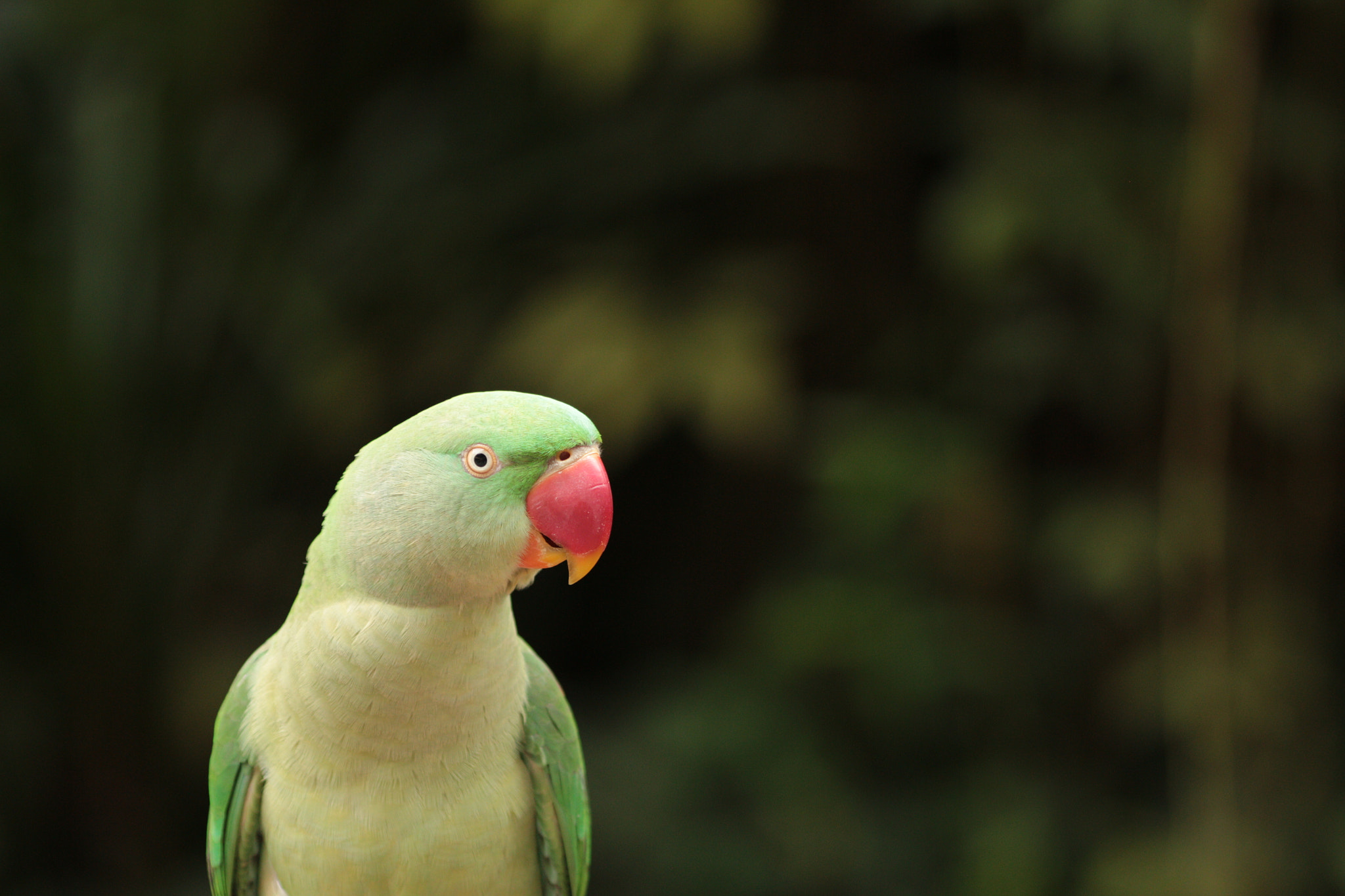 Canon EOS 700D (EOS Rebel T5i / EOS Kiss X7i) sample photo. Img photography