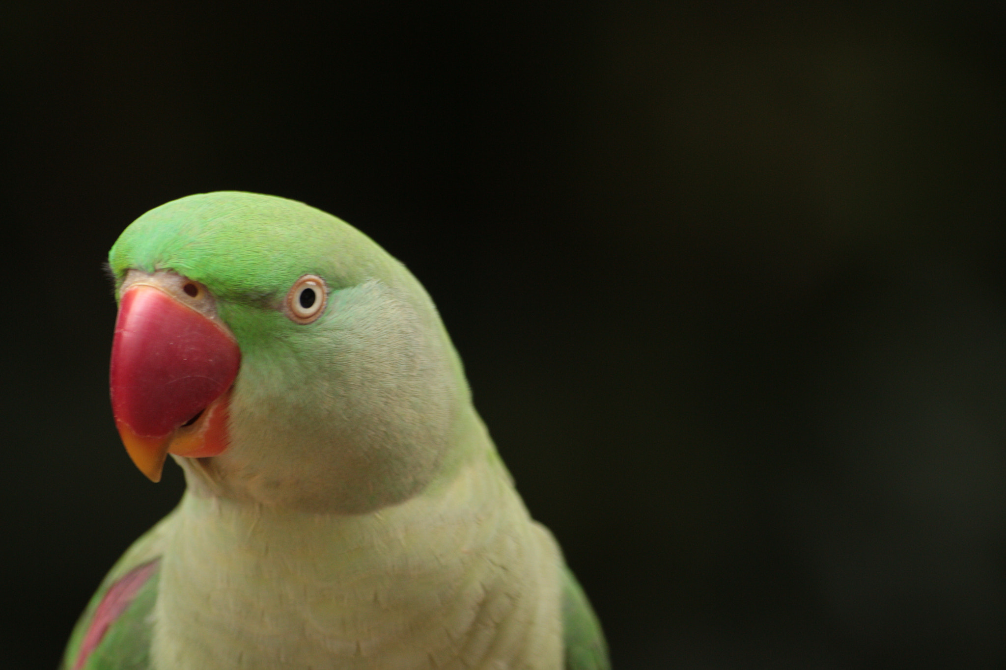 Canon EOS 700D (EOS Rebel T5i / EOS Kiss X7i) sample photo. Img photography