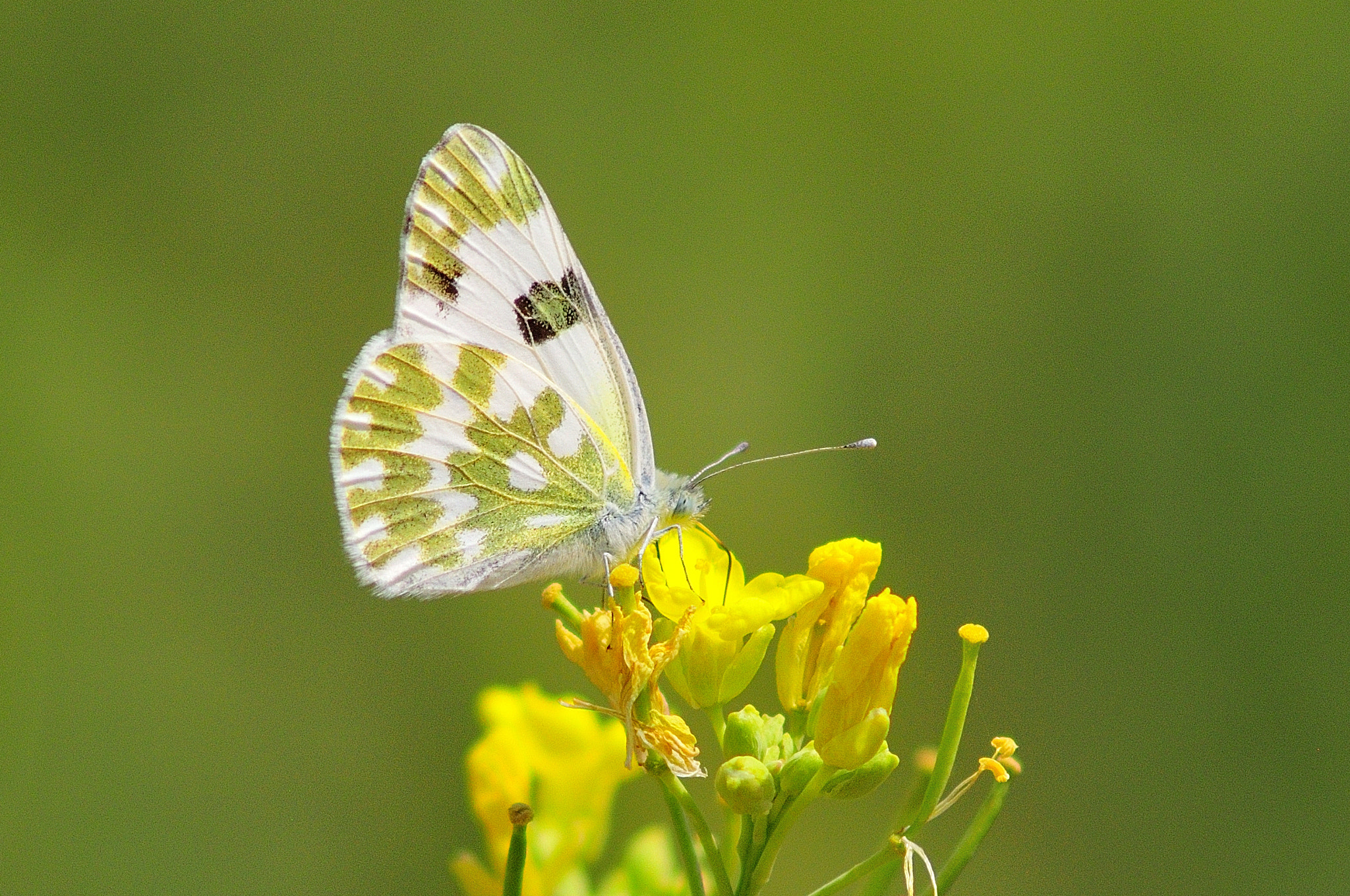 Nikon D300 + AF Zoom-Nikkor 75-300mm f/4.5-5.6 sample photo. Zgr photography