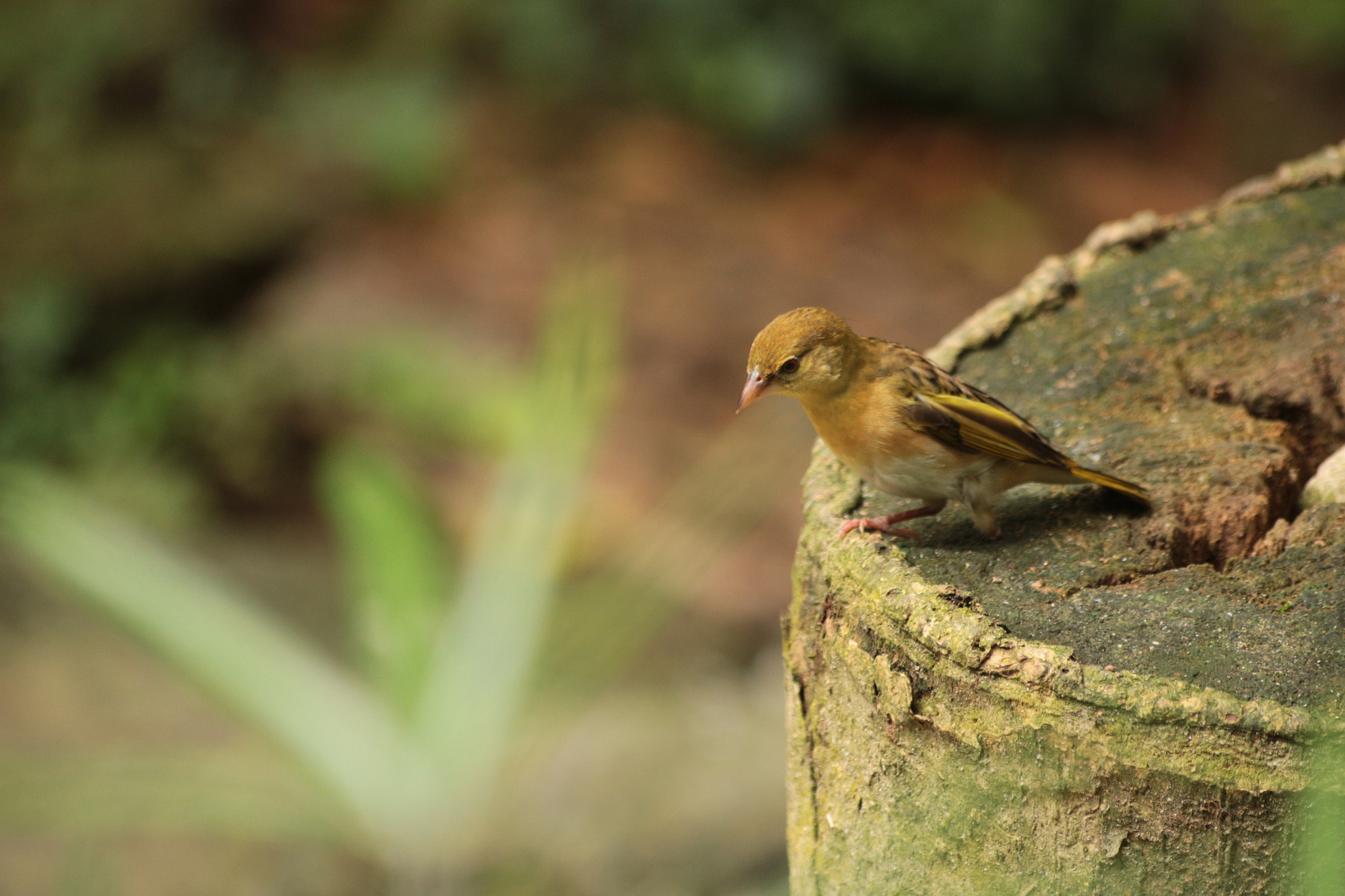 Canon EOS 700D (EOS Rebel T5i / EOS Kiss X7i) sample photo. Img photography