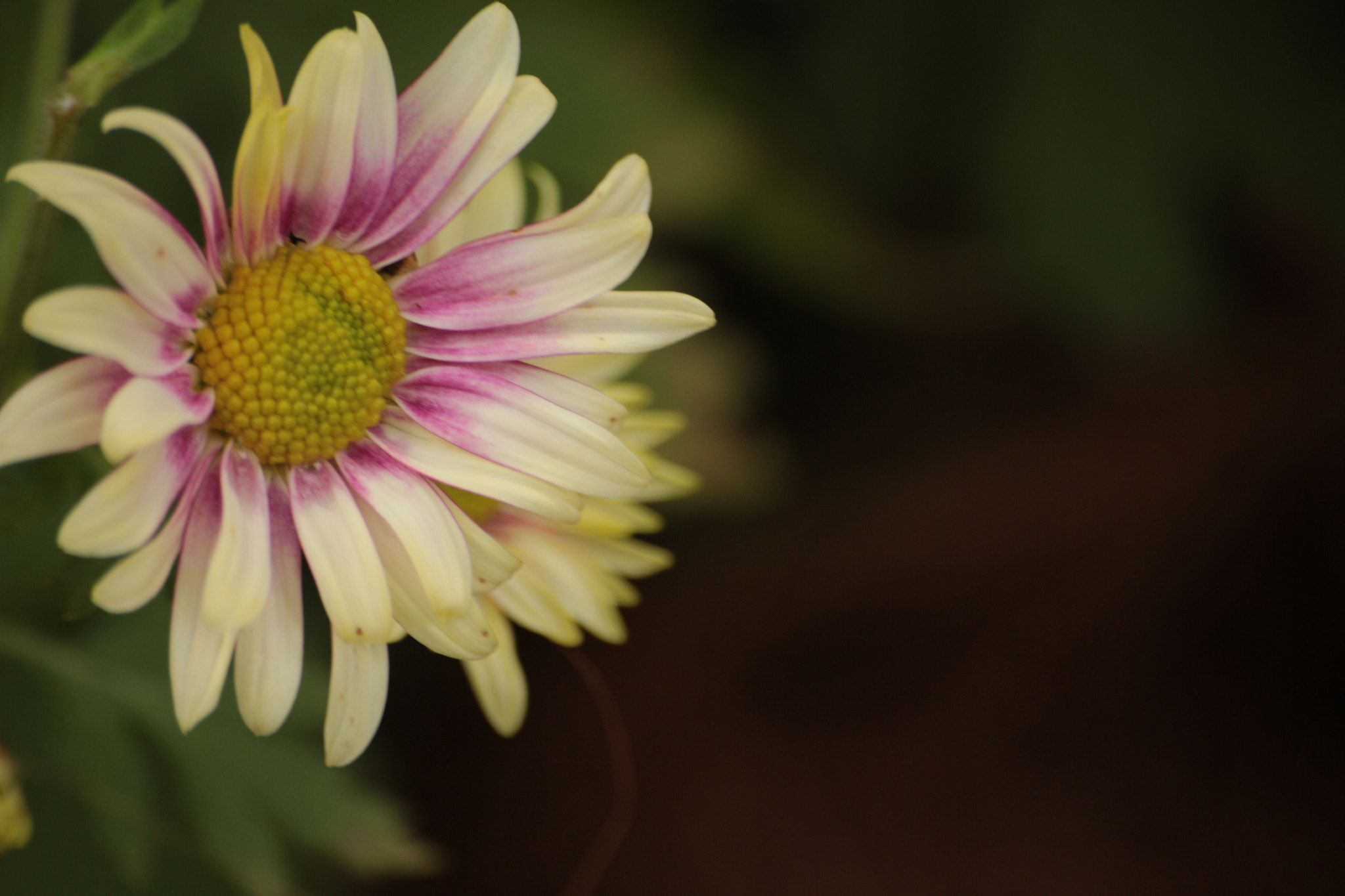 Canon EOS 700D (EOS Rebel T5i / EOS Kiss X7i) sample photo. Img photography