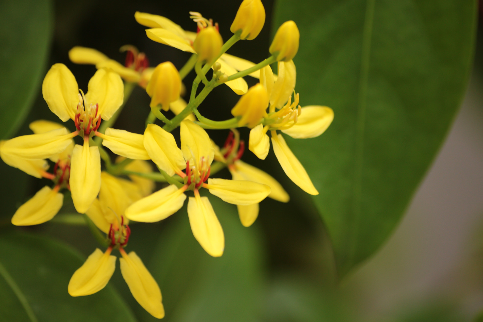 Canon EOS 700D (EOS Rebel T5i / EOS Kiss X7i) sample photo. Img photography