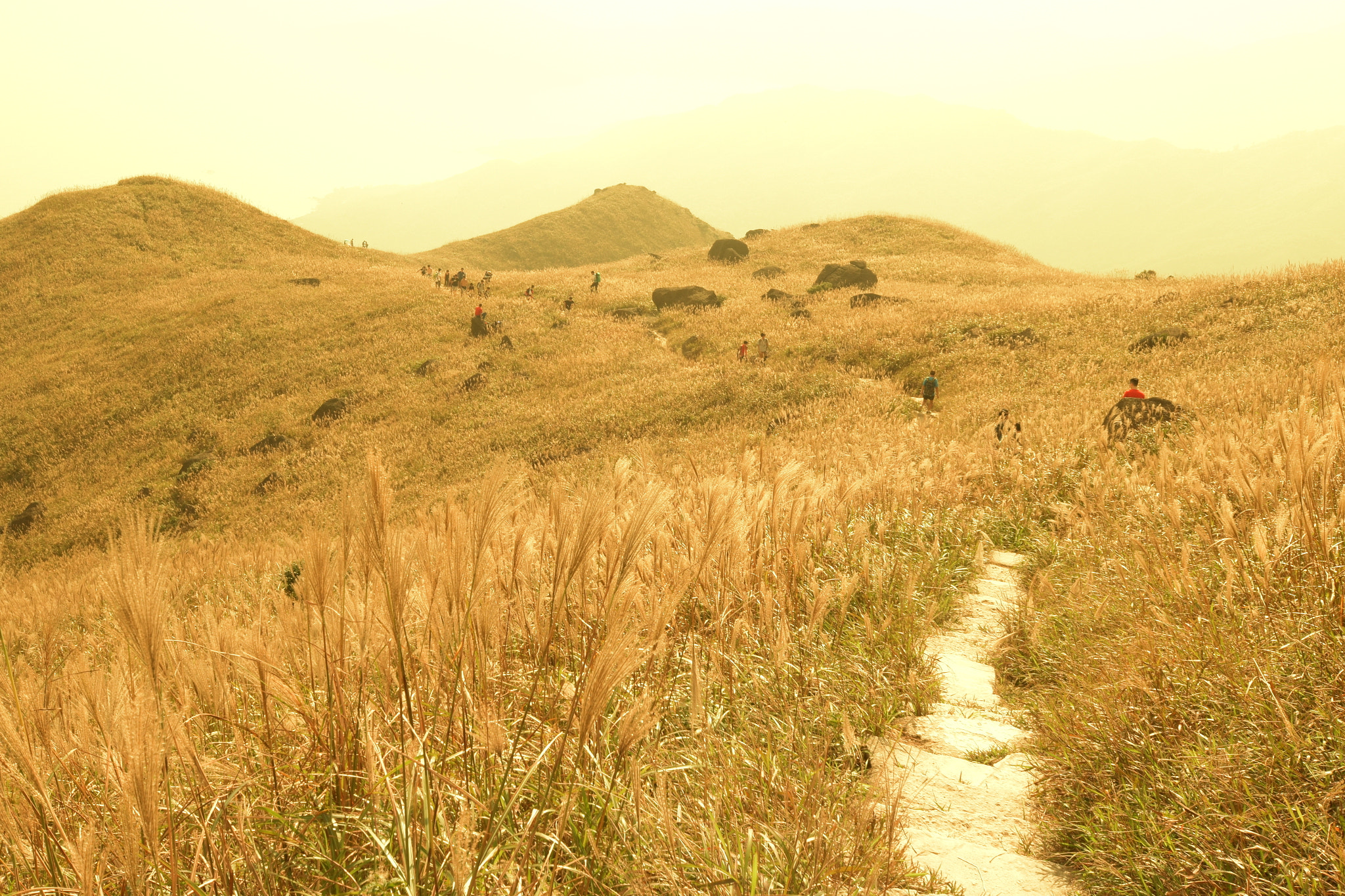 Nikon D5500 sample photo. Miscanthus, tai tung shan (sunset peak), hong kong photography