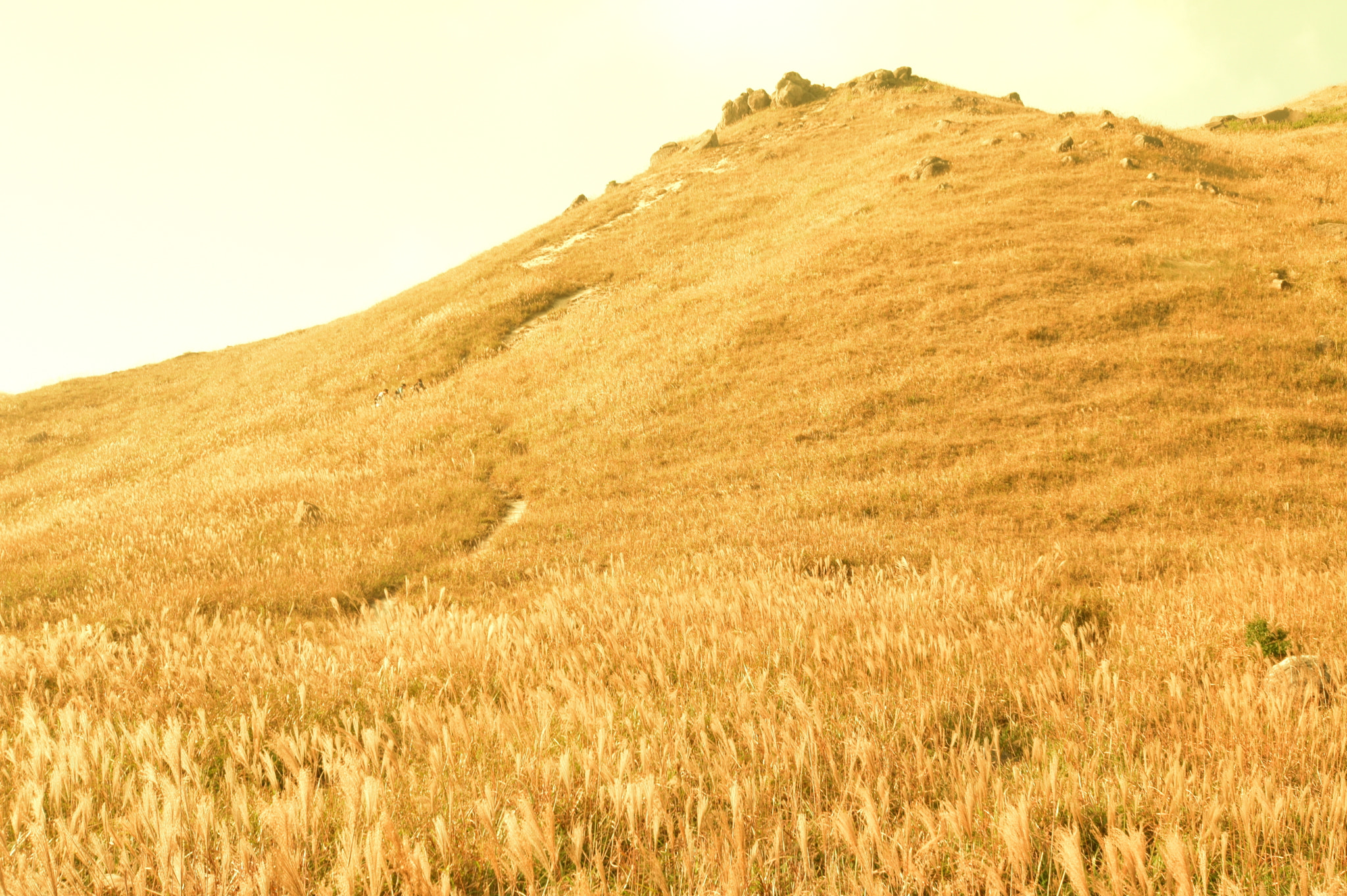 Nikon D5500 sample photo. Miscanthus, tai tung shan (sunset peak), hong kong photography