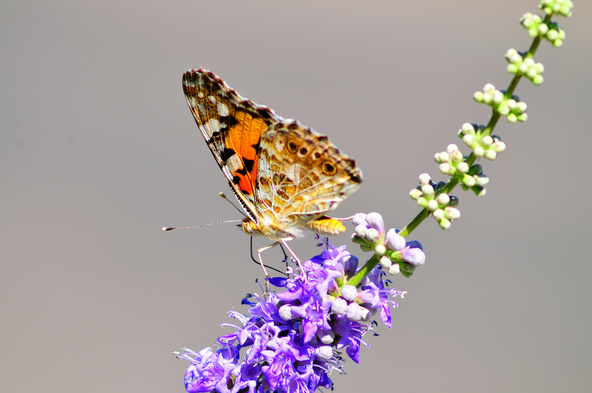 AF Zoom-Nikkor 75-300mm f/4.5-5.6 sample photo. Zgr photography