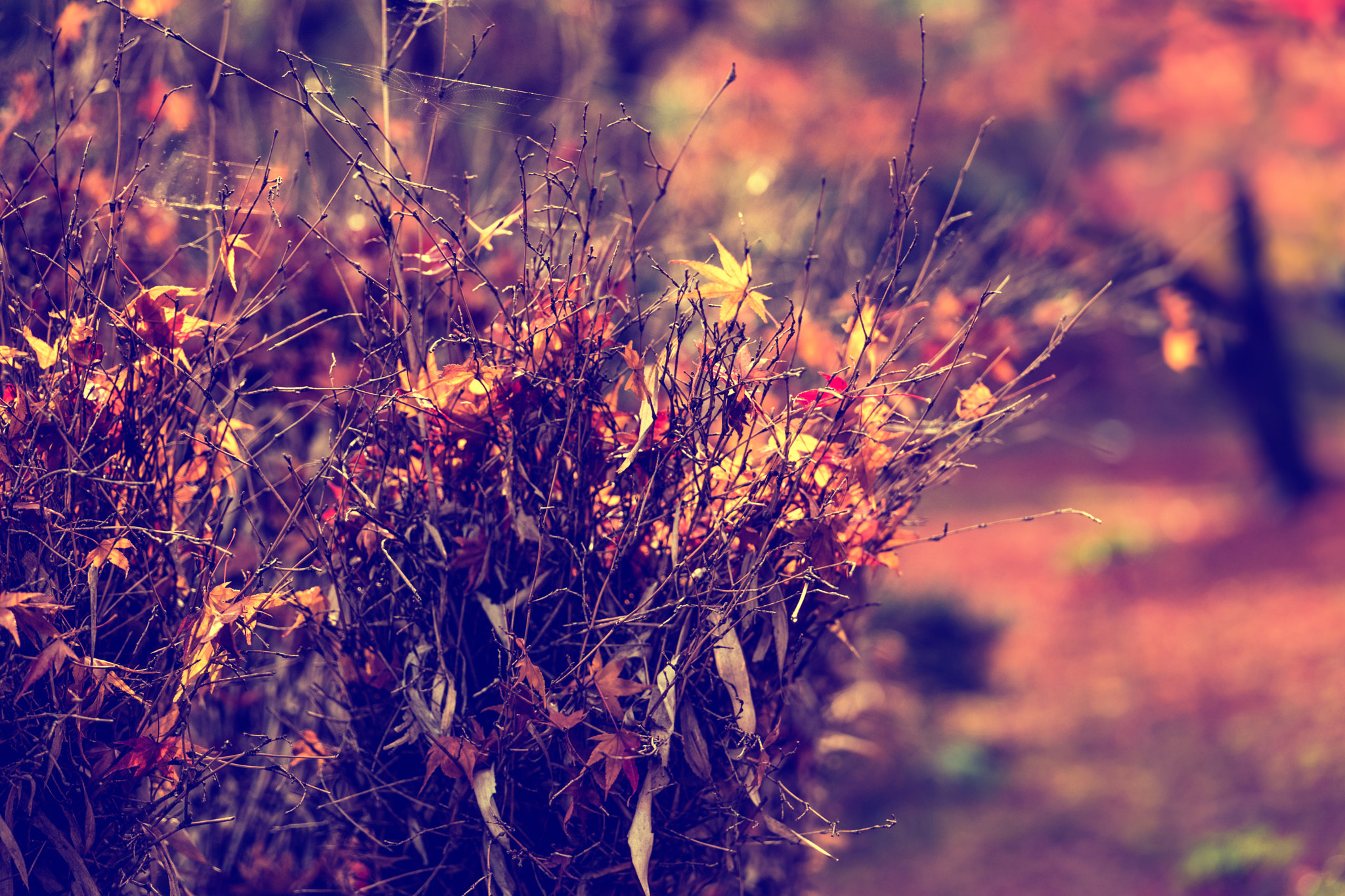 VARIO-ELMARIT 1:2.8-4.0/24-90mm ASPH. OIS sample photo