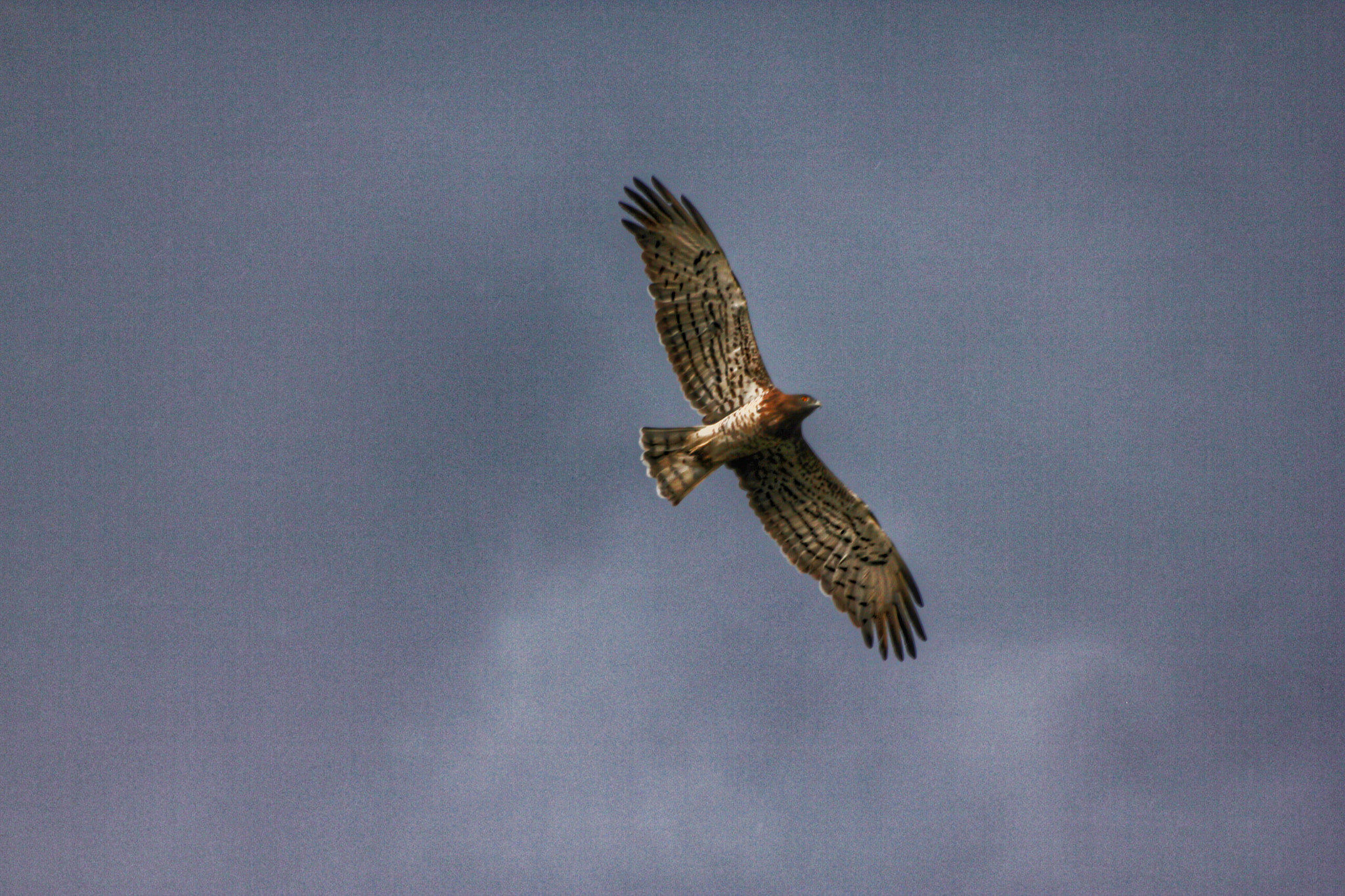 Sigma 70-300mm F4-5.6 APO DG Macro sample photo. Águila photography