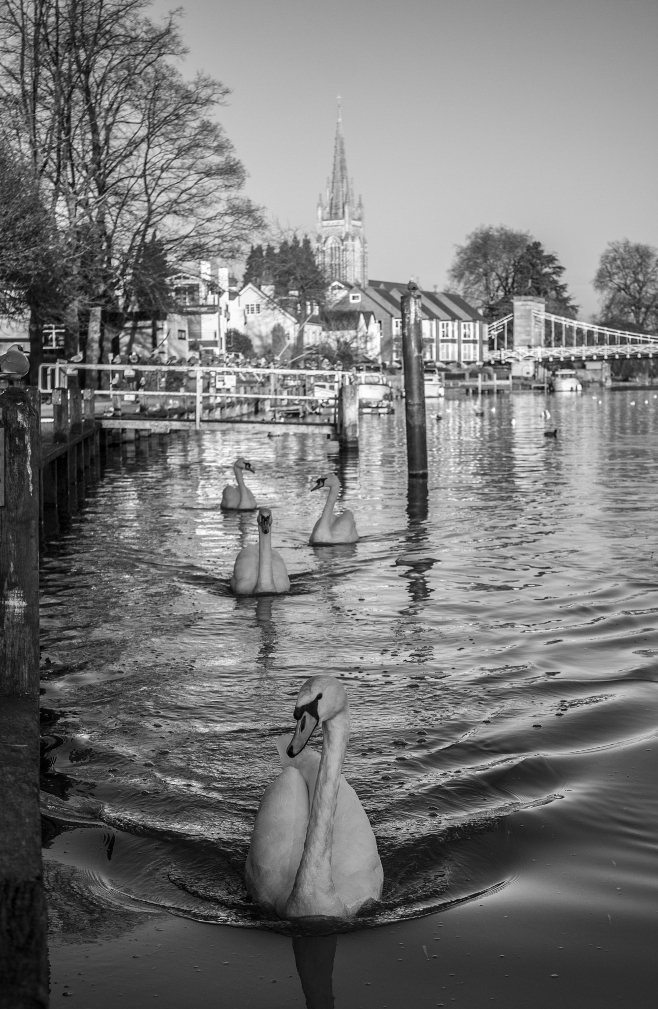 Canon EOS 40D sample photo. Swans photography