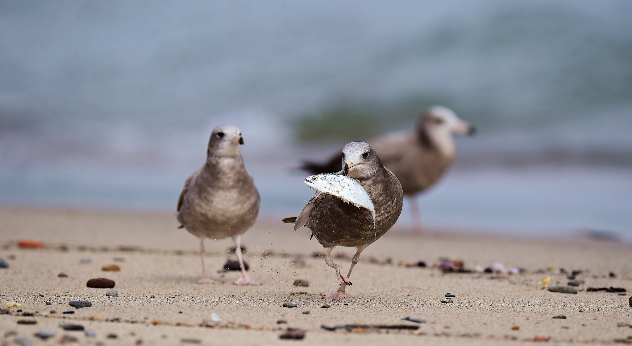 Nikon D4S + Nikon AF-S Nikkor 600mm F4E FL ED VR sample photo. 黑尾鷗 photography