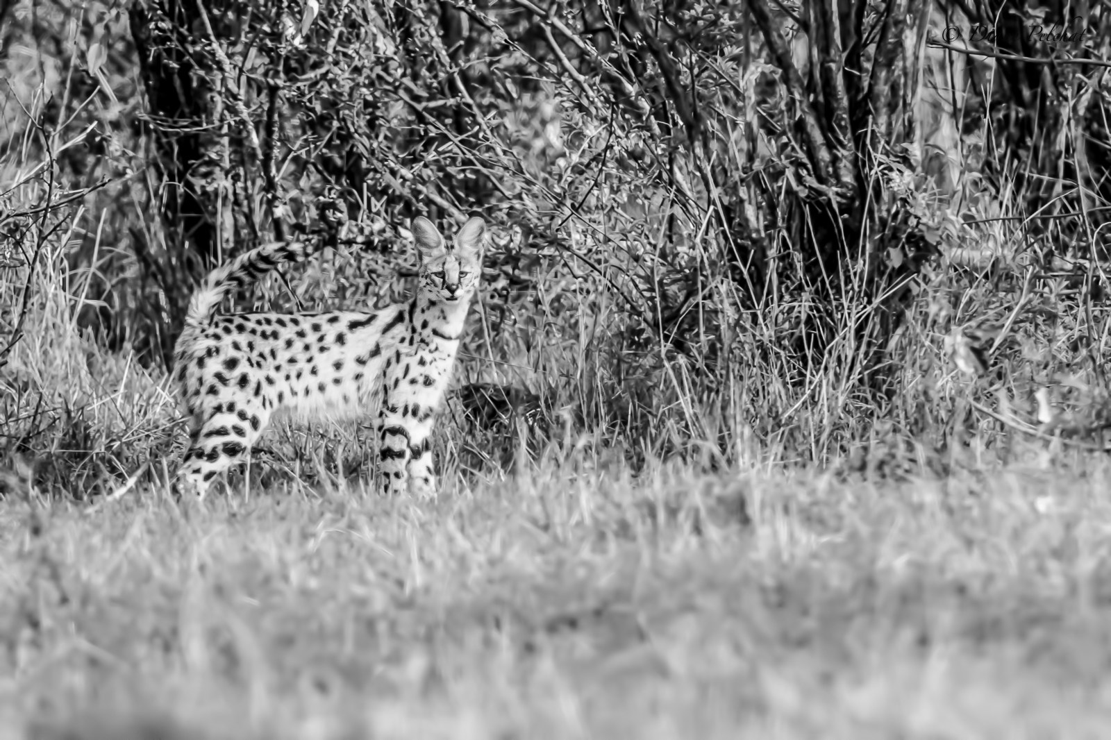 Canon EF 300mm F2.8L IS II USM sample photo. Serval is not easy to see by day photography
