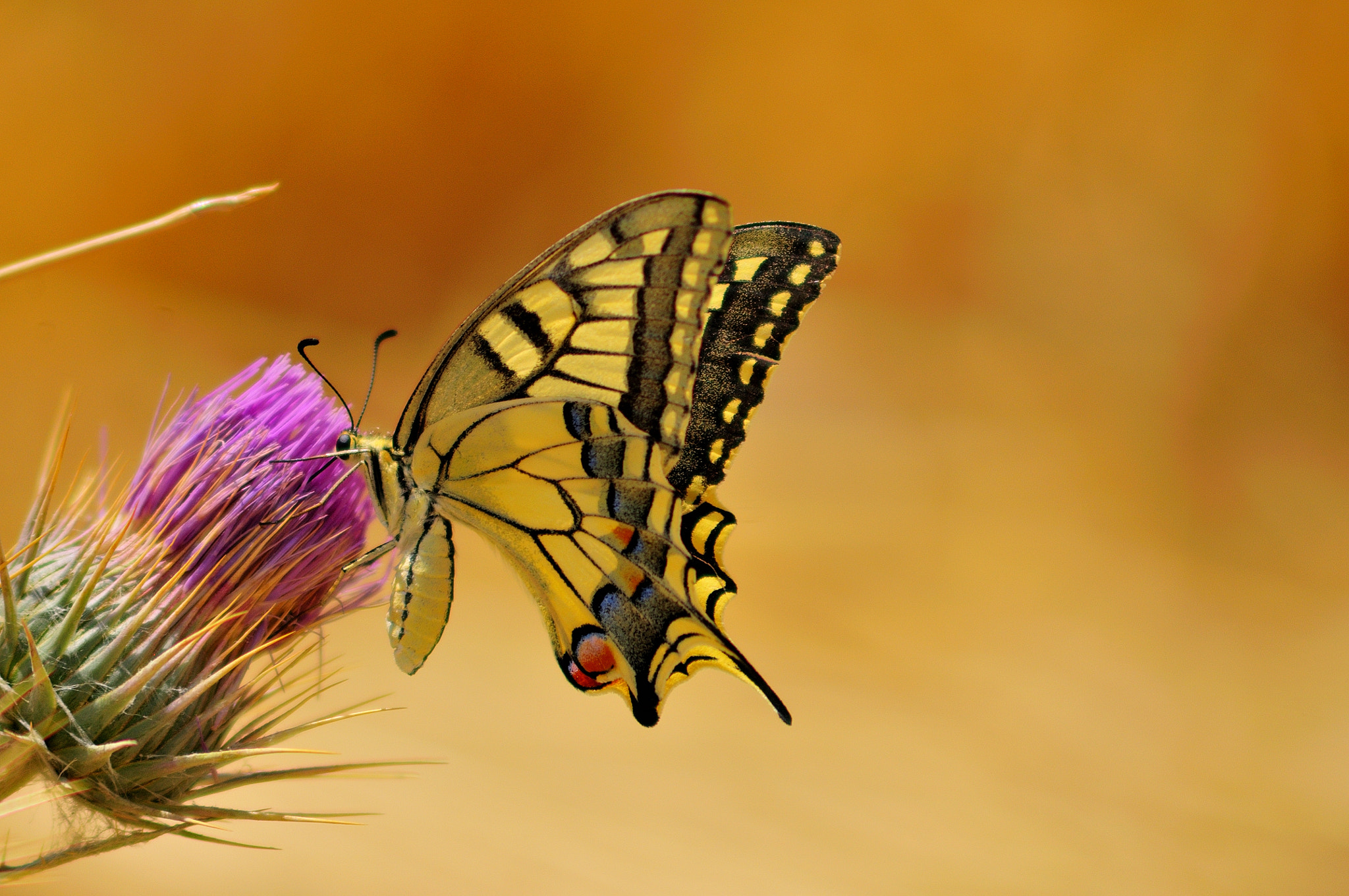 Nikon D300 + AF Zoom-Nikkor 75-300mm f/4.5-5.6 sample photo. Papilio machaon photography