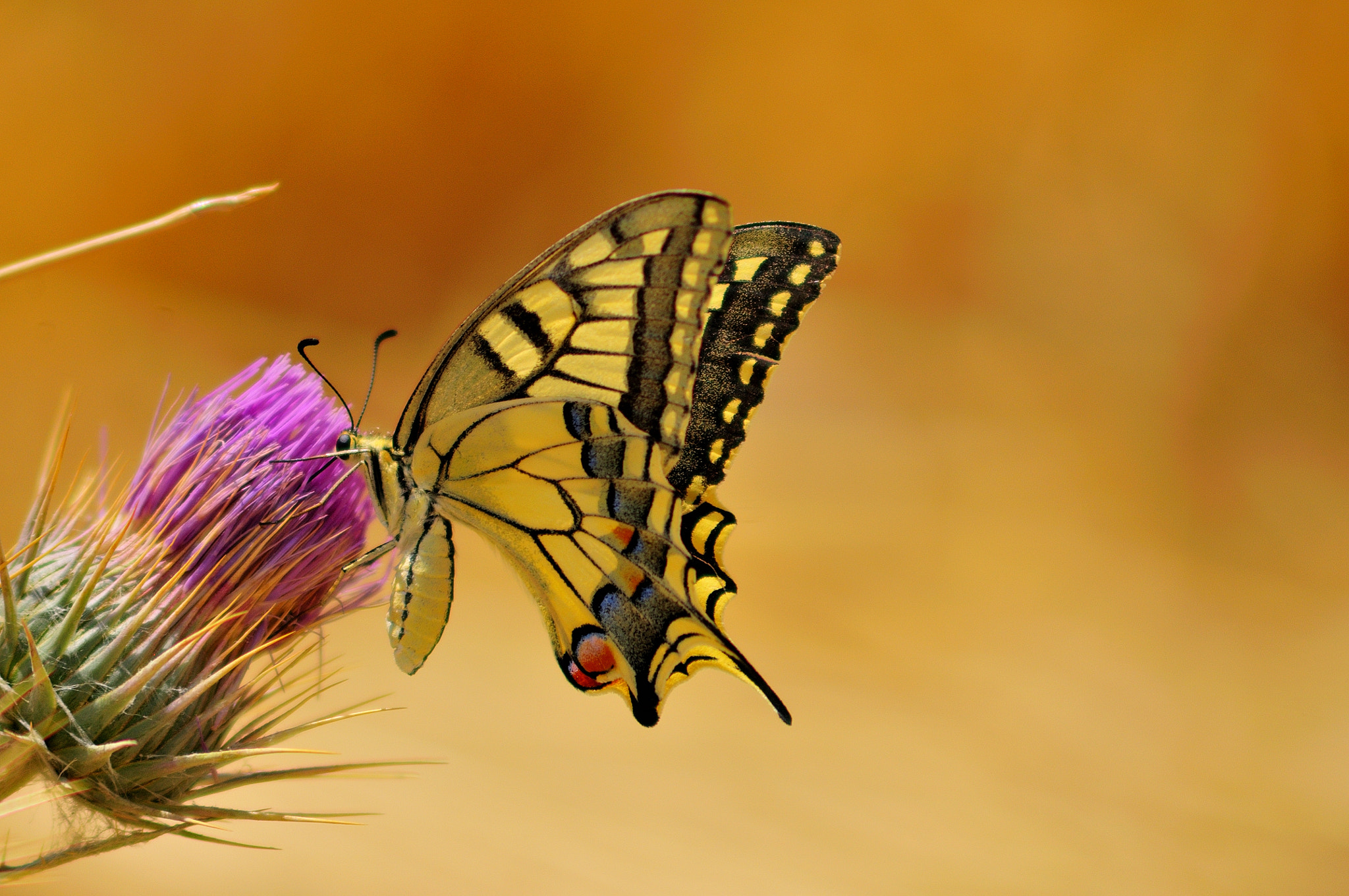 AF Zoom-Nikkor 75-300mm f/4.5-5.6 sample photo. Papilio machaon photography
