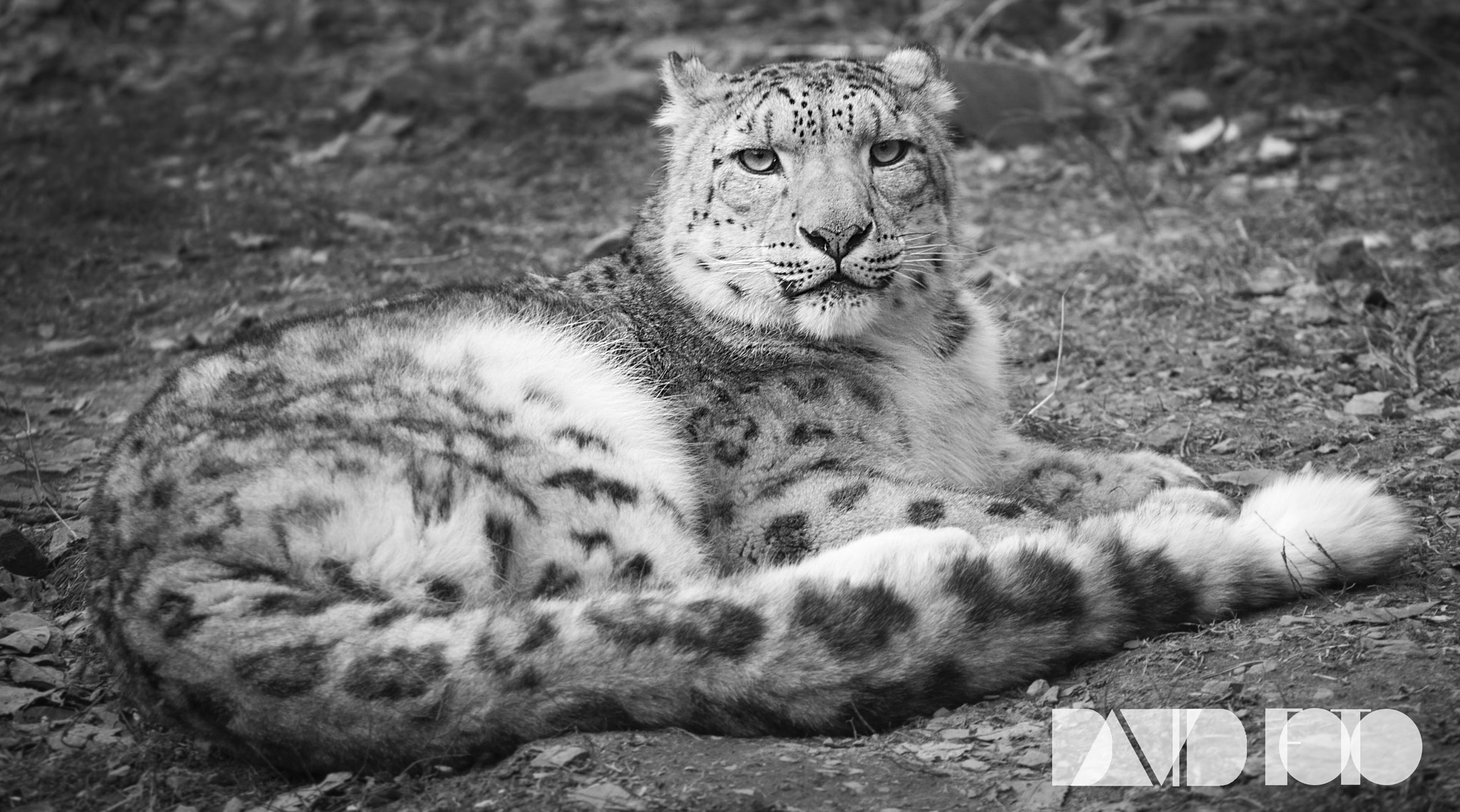 Canon EOS 5D Mark II sample photo. Snow leopard photography