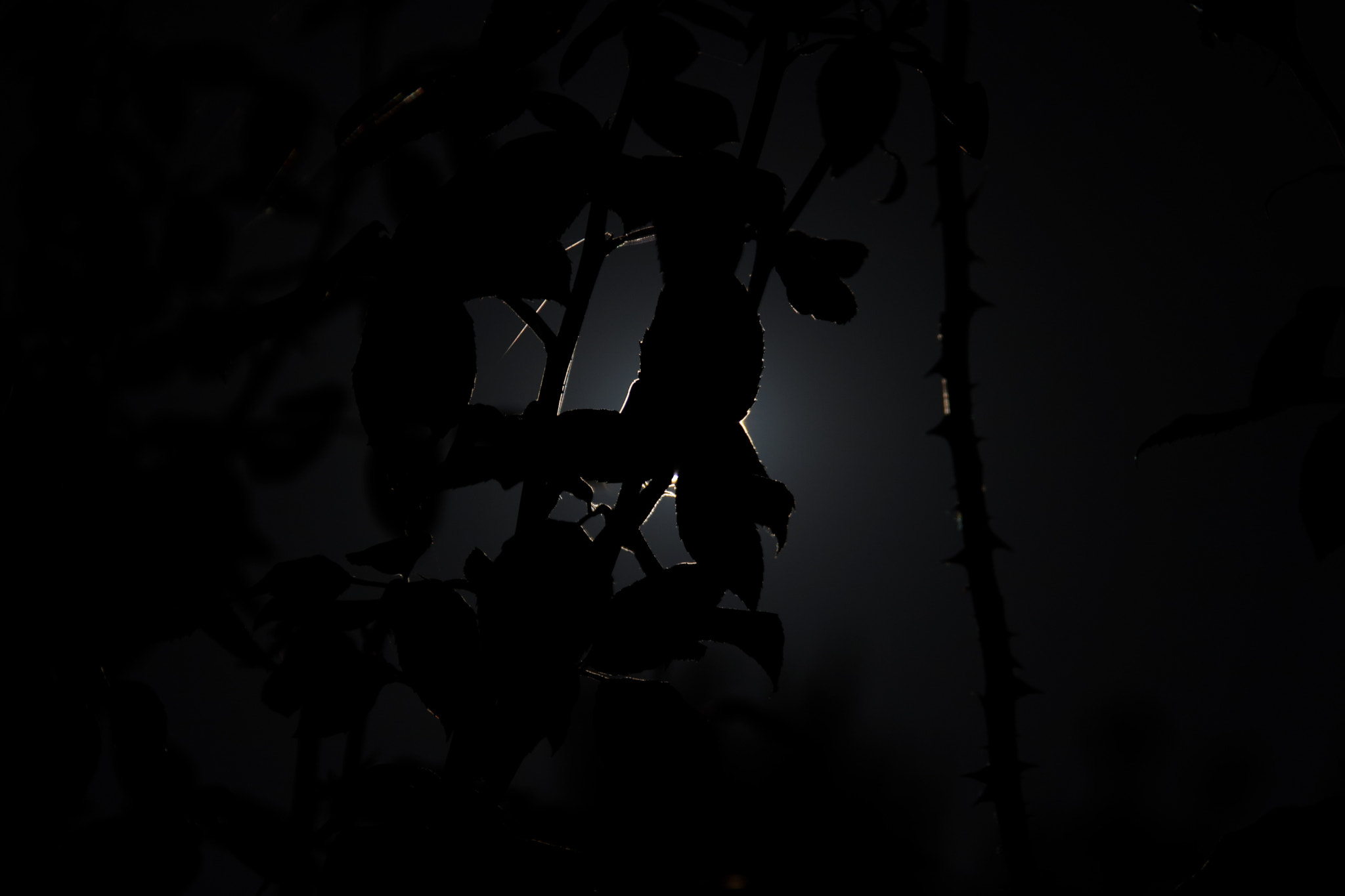 Canon EOS 760D (EOS Rebel T6s / EOS 8000D) sample photo. Moon behind roses photography