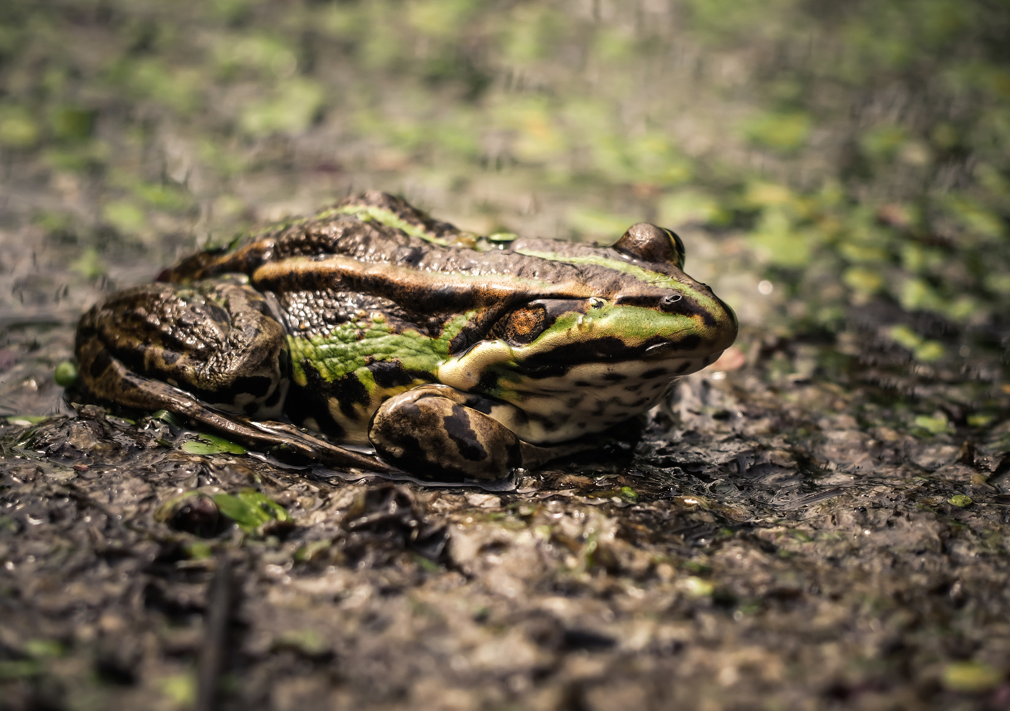 Olympus OM-D E-M10 sample photo. Rana esculenta close up. photography