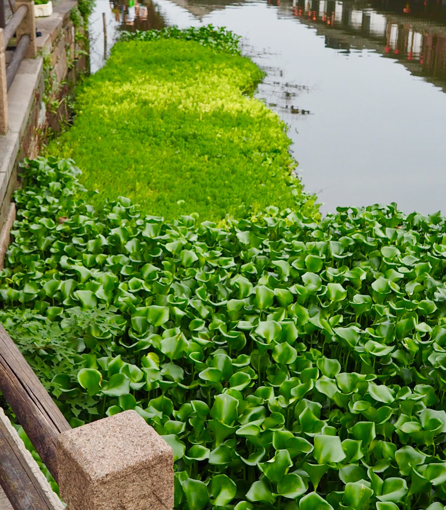 Olympus OM-D E-M10 + OLYMPUS M.12mm F2.0 sample photo. Hyacinth - river garden photography