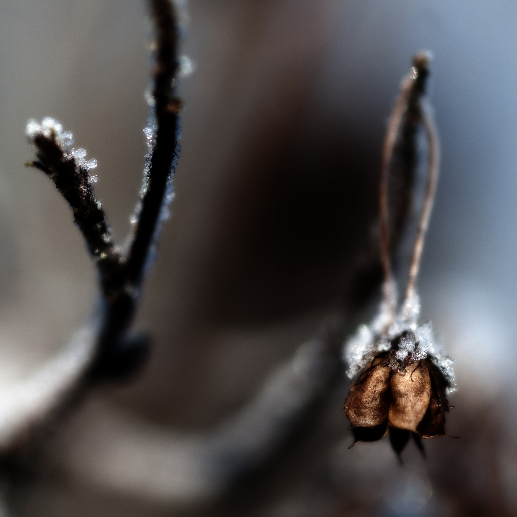 Nikon AF-S Micro-Nikkor 105mm F2.8G IF-ED VR sample photo. Frozen photography