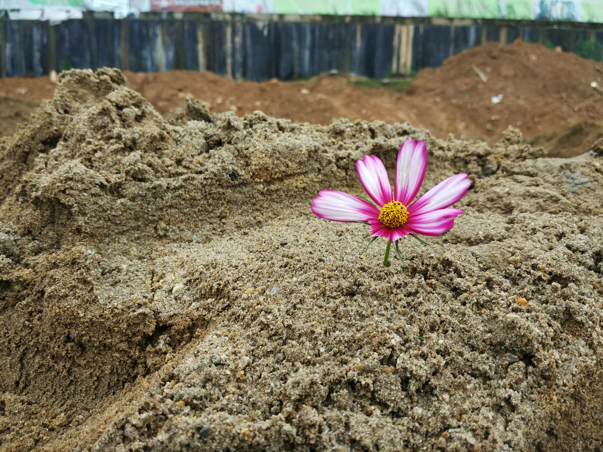 Xiaomi Mi-4c sample photo. Dying photography
